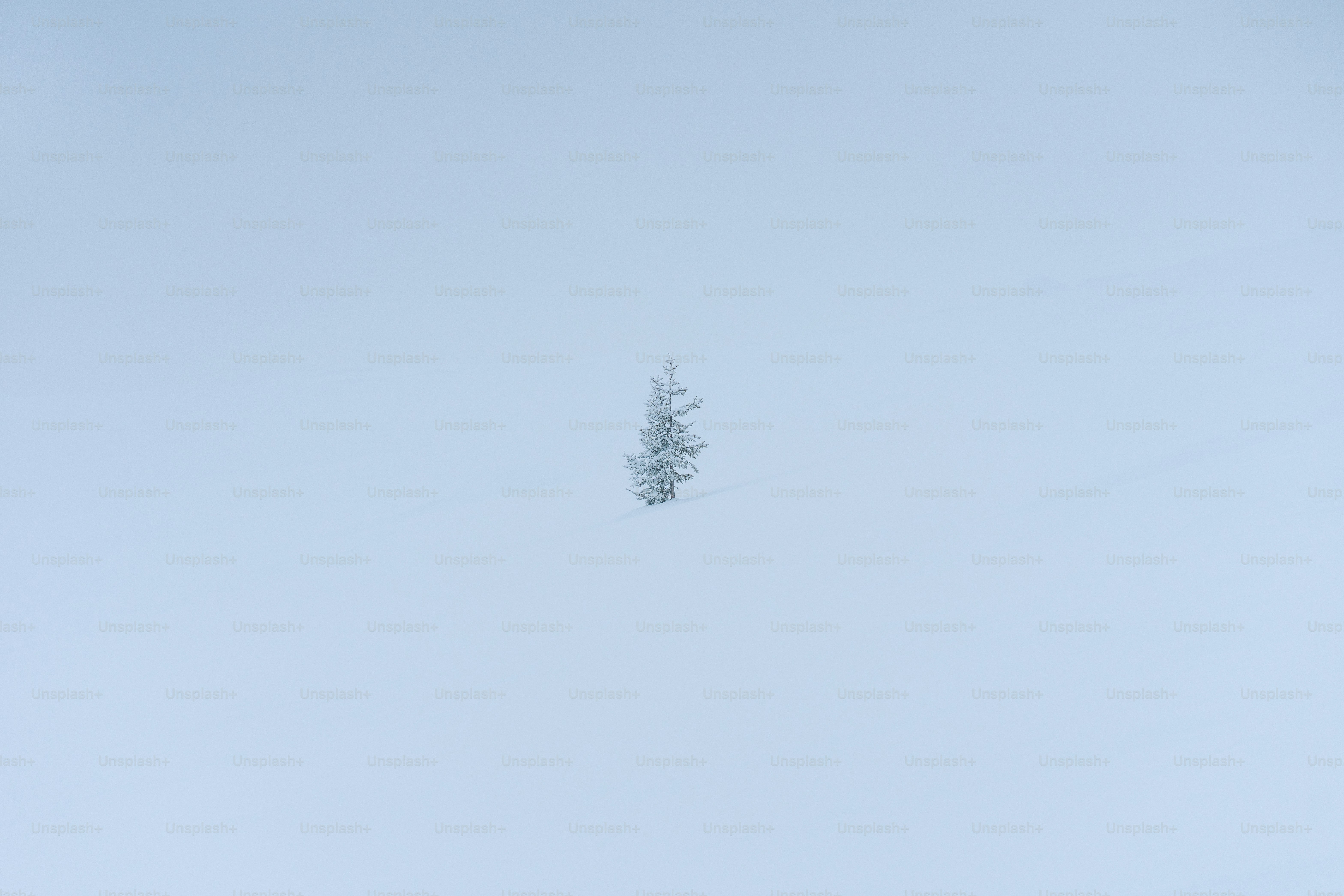 Un albero solitario nel mezzo di un cielo nebbioso