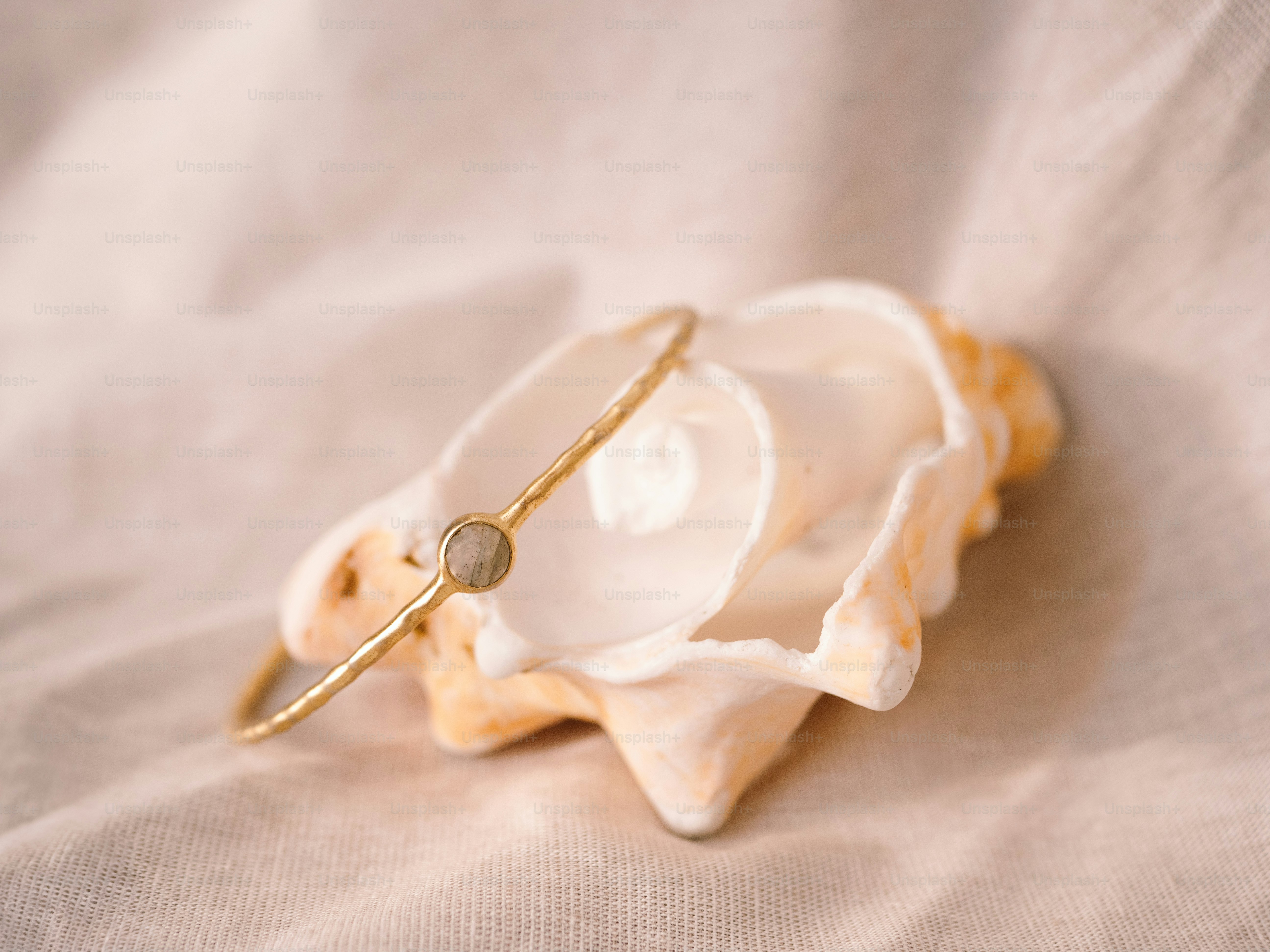 A white shell with a gold ring on it