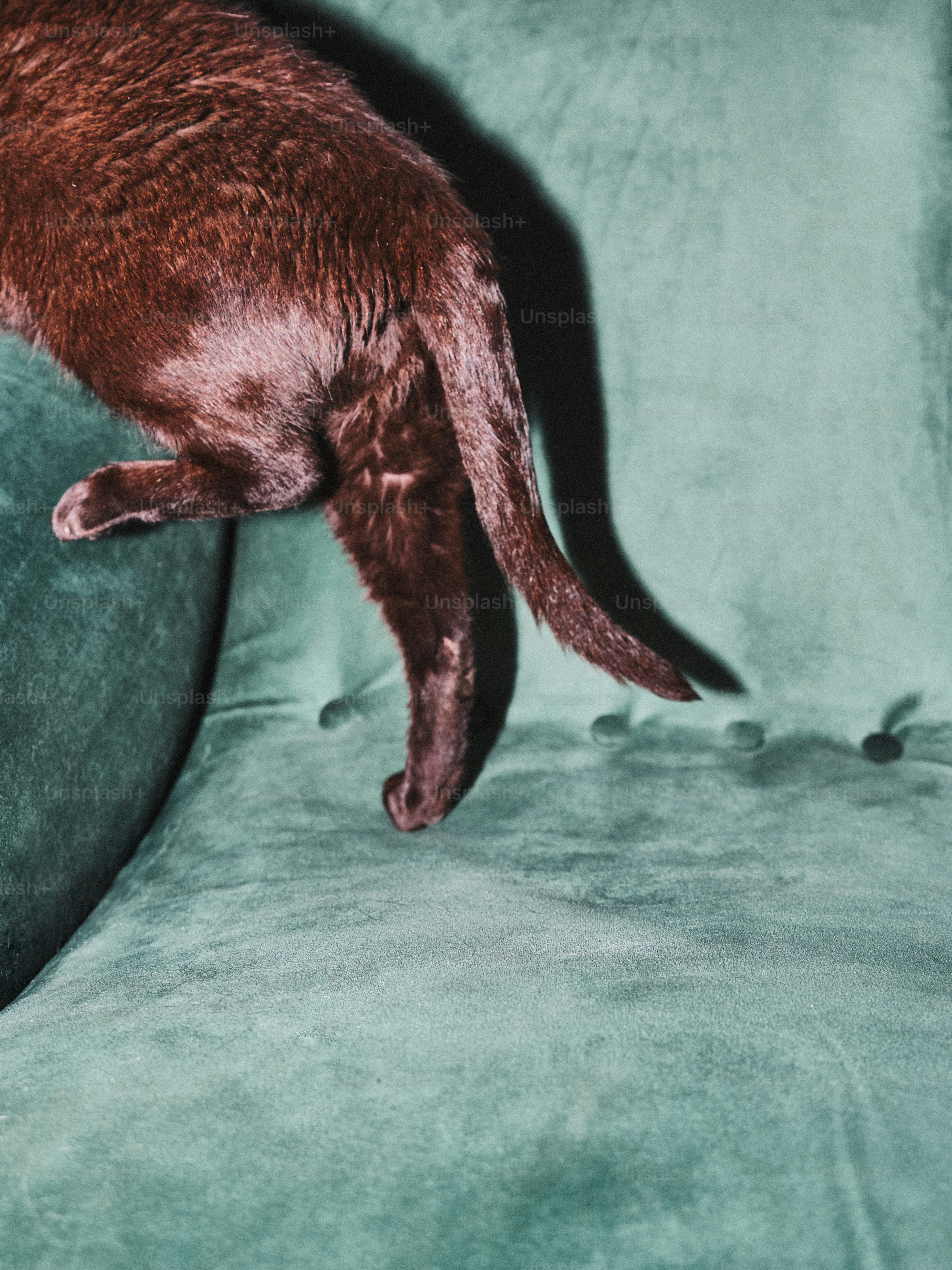 A cat that is standing on a couch