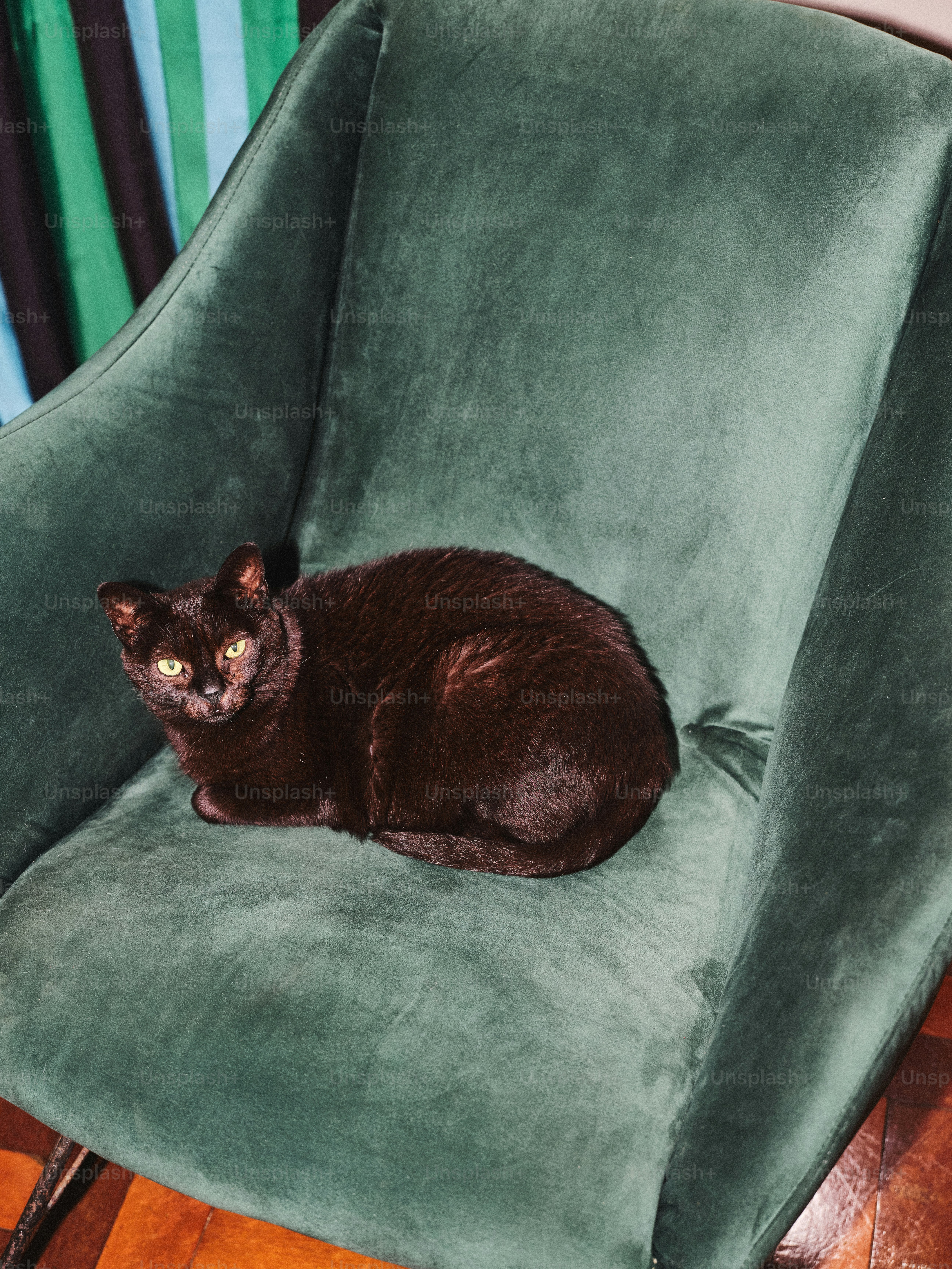 A black cat is sitting on a green chair