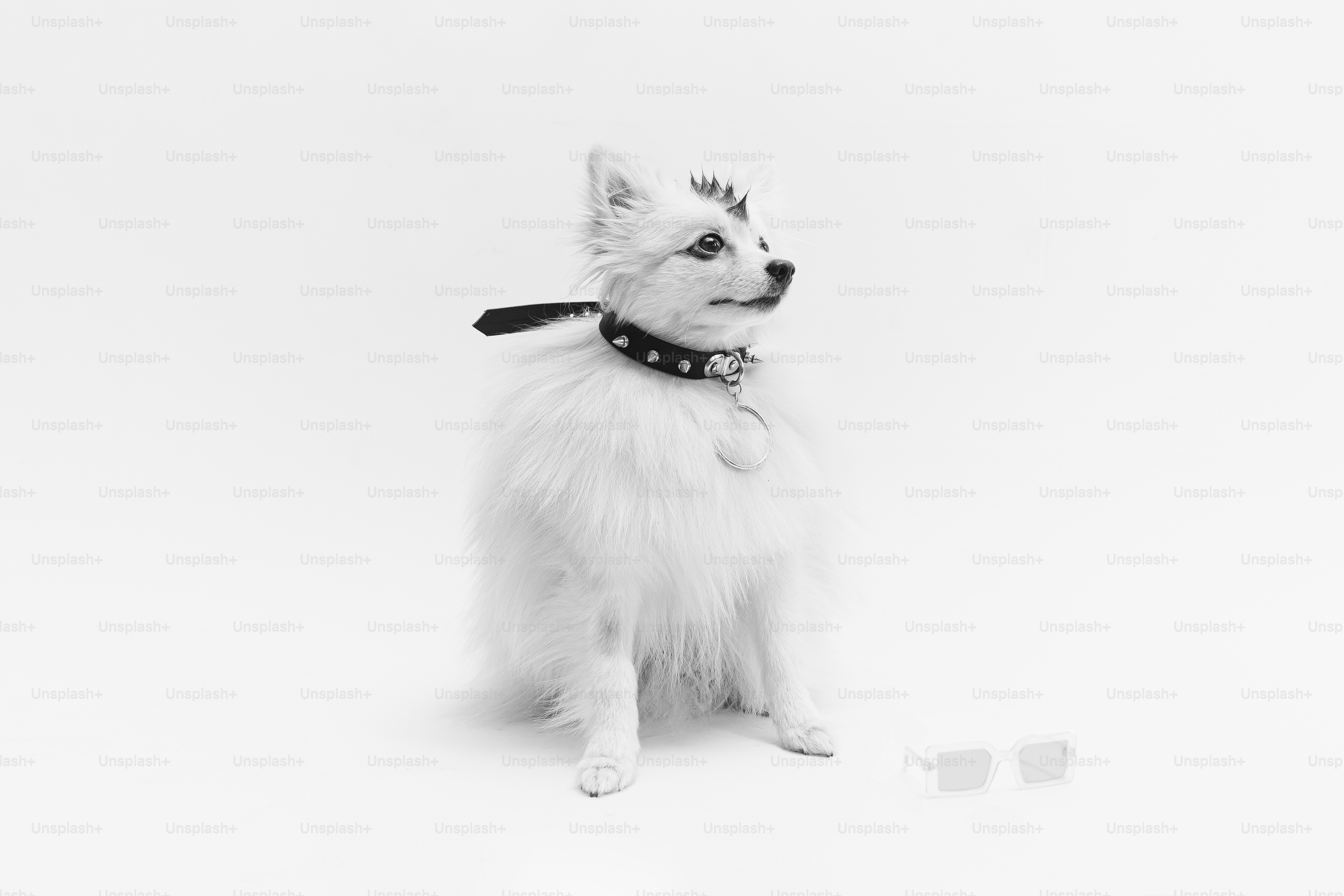 A small white dog sitting on top of a white floor photo – Fashion Image ...