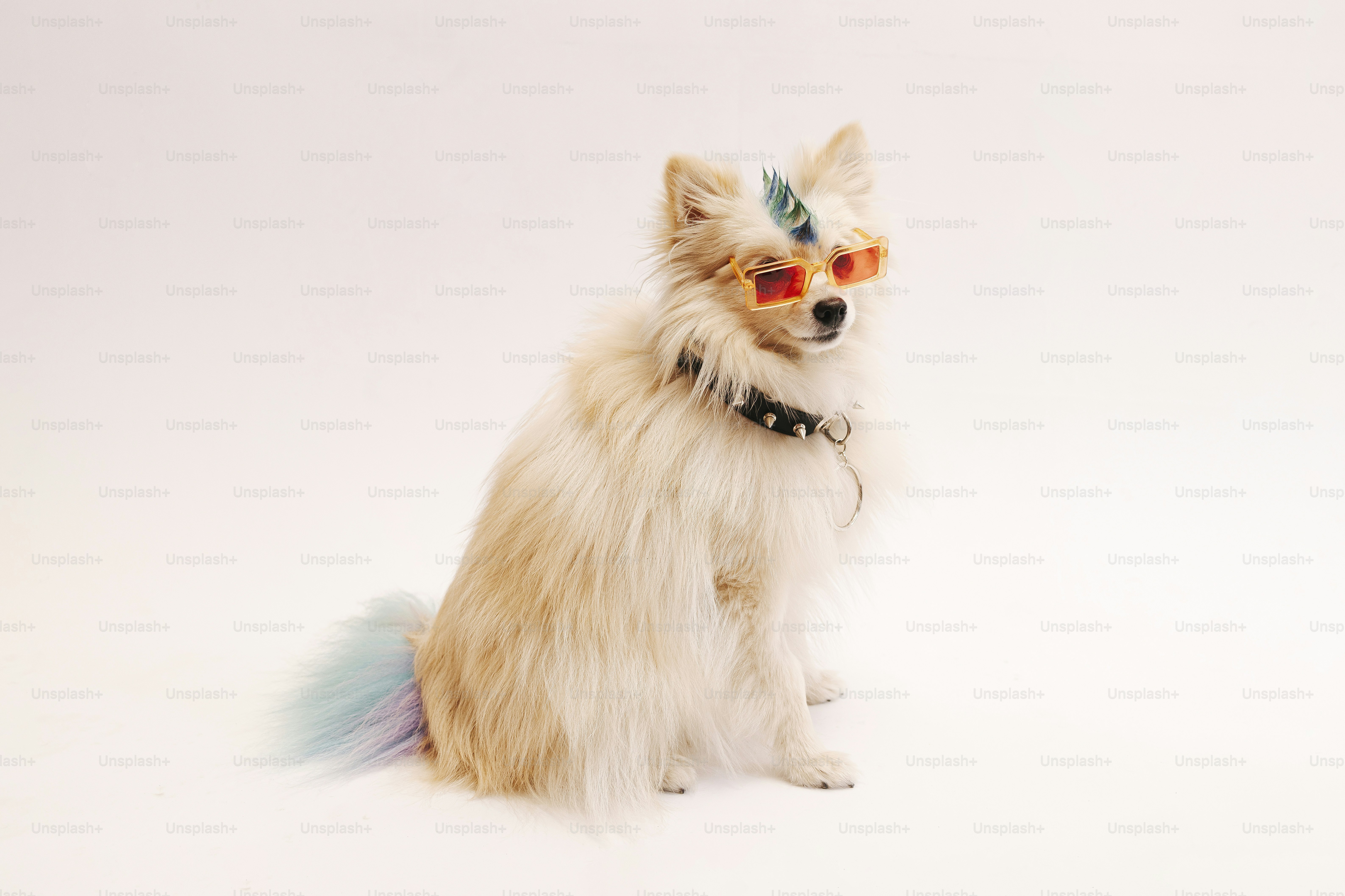 A small white dog with red glasses sitting down
