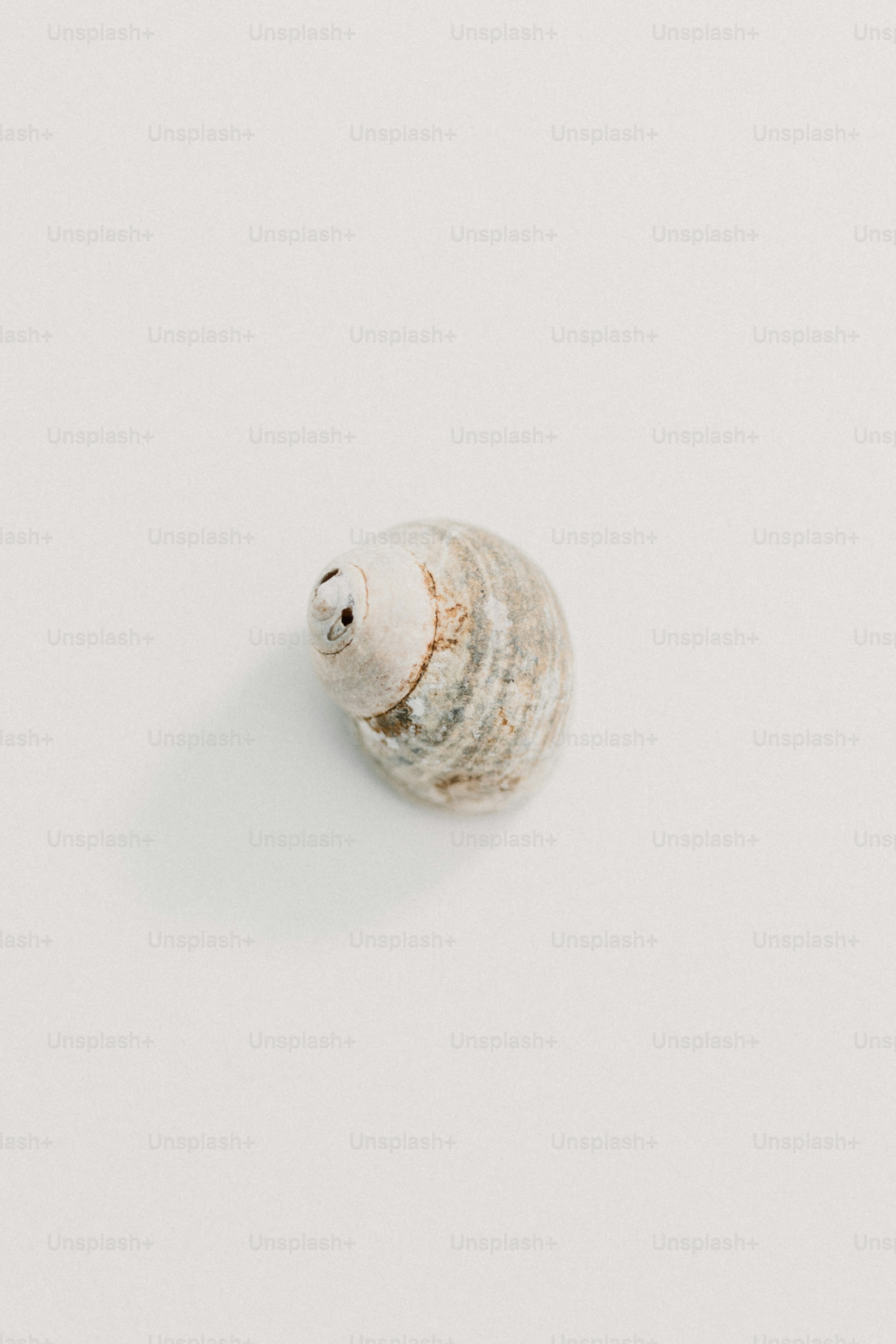 A sea shell on a white background