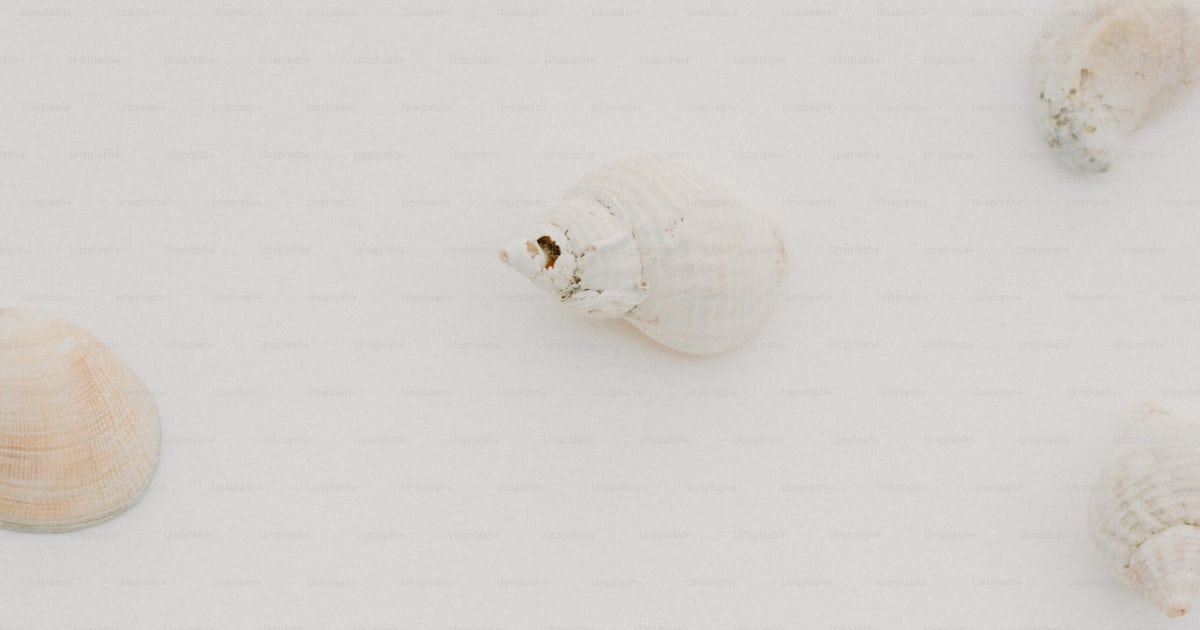 A group of sea shells floating on top of a white surface photo ...