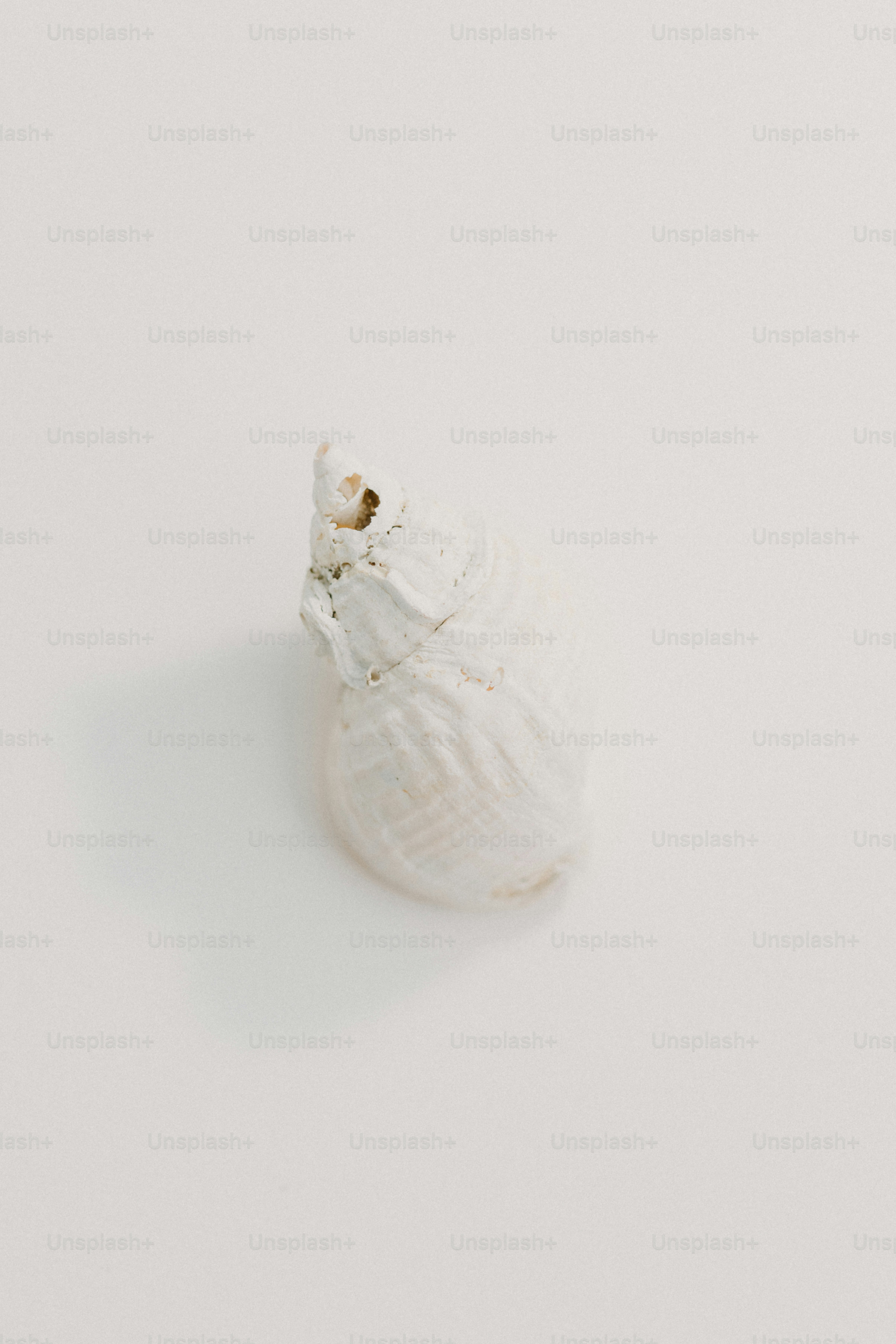 A small white object on a white surface