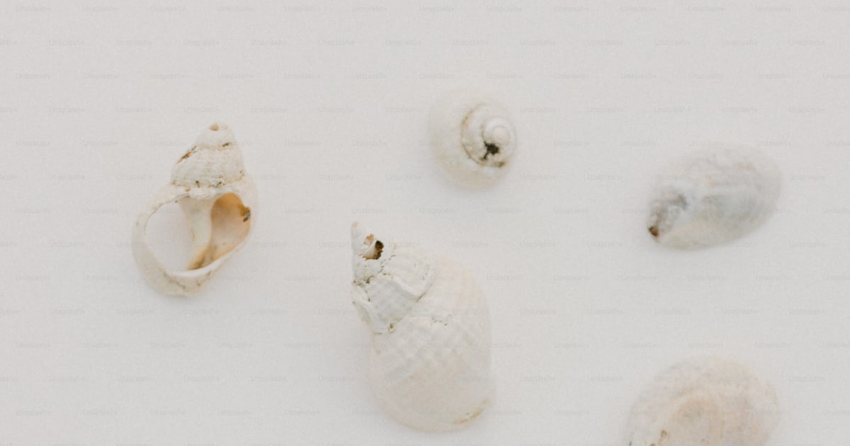A group of sea shells on a white surface photo – Natural Image on Unsplash