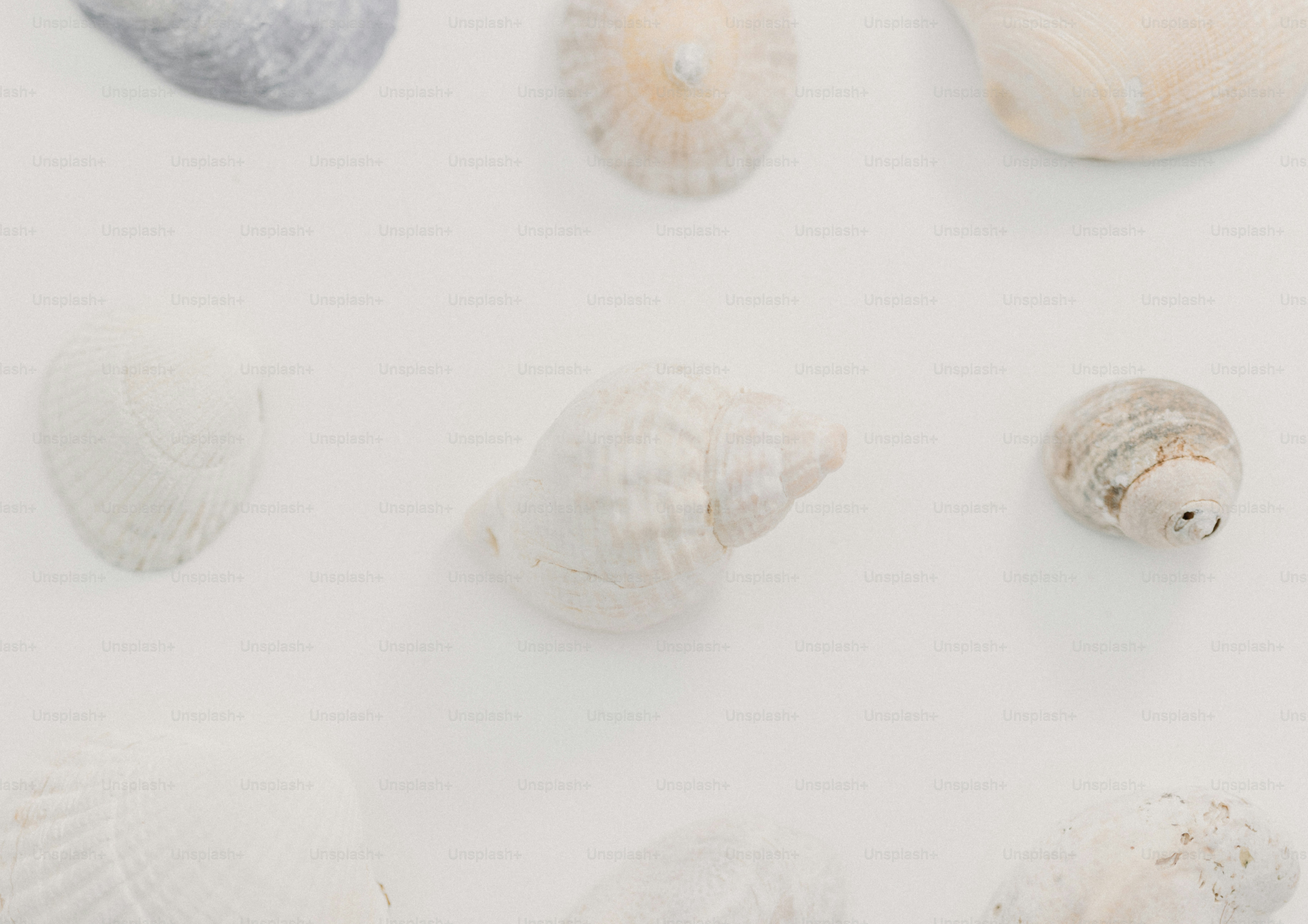 A group of seashells on a white surface photo – Minimal nature Image on ...