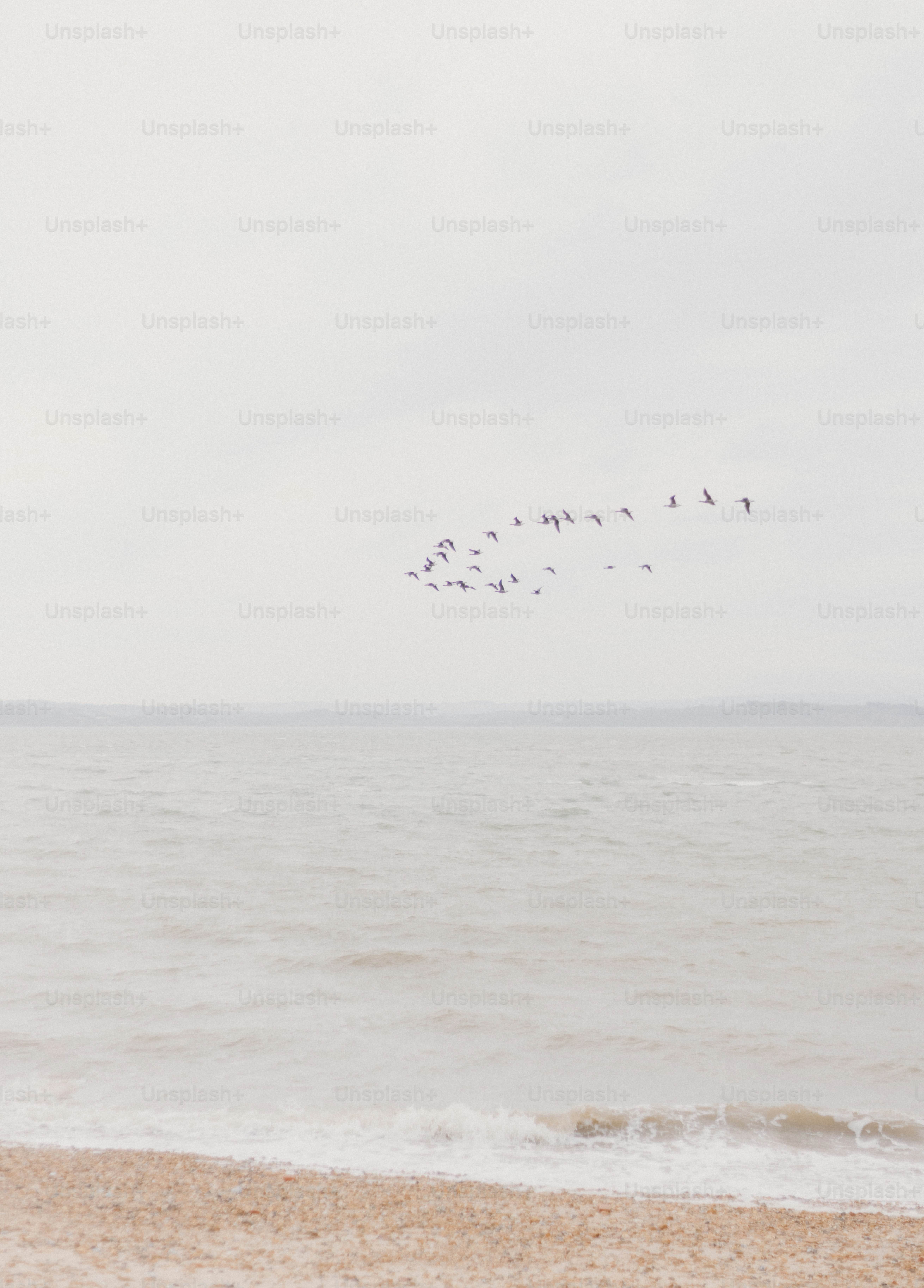 A flock of birds flying over the ocean photo – Beach Image on Unsplash