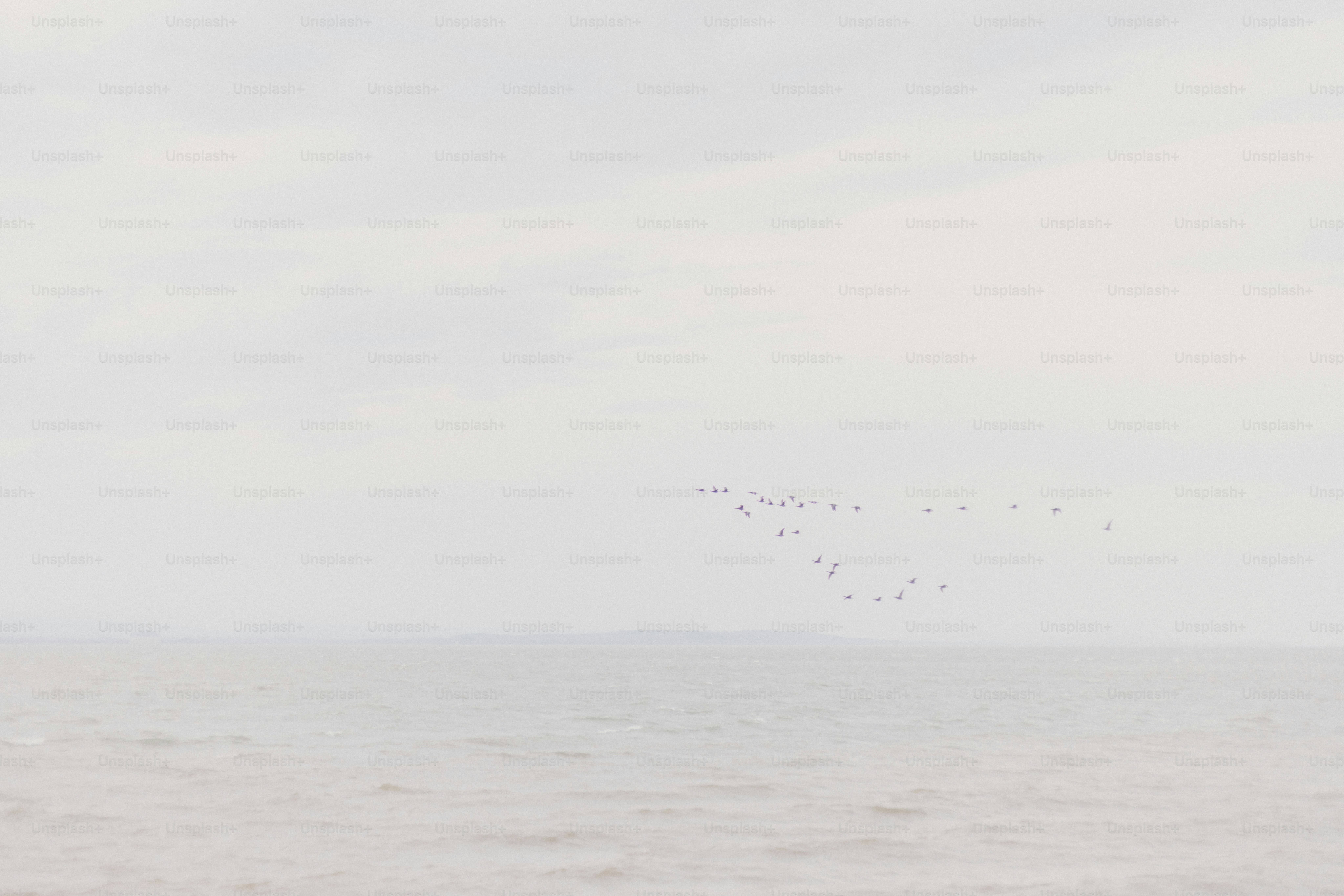 A flock of birds flying over the ocean photo – Beach Image on Unsplash