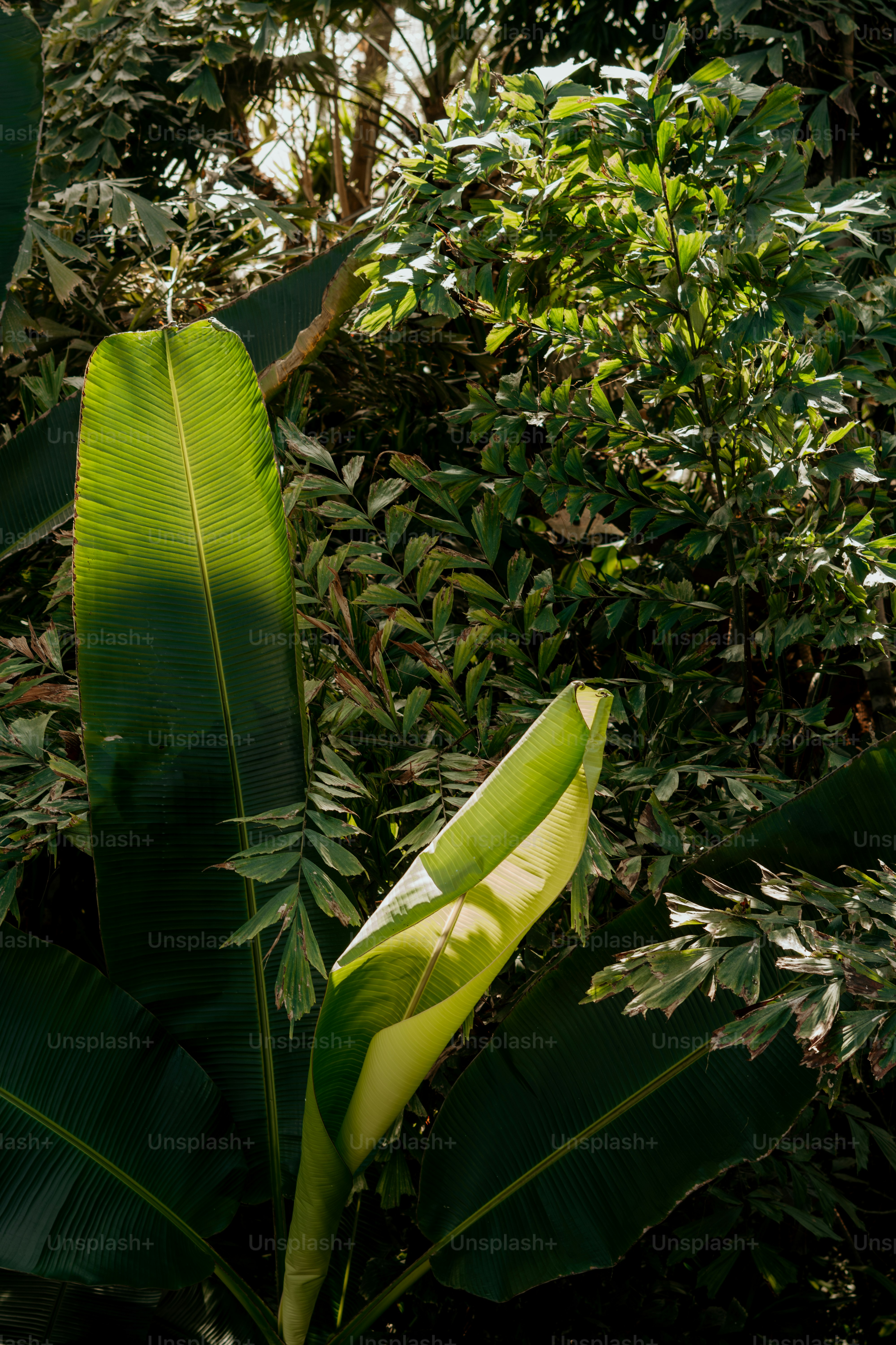 A lush green forest filled with lots of trees