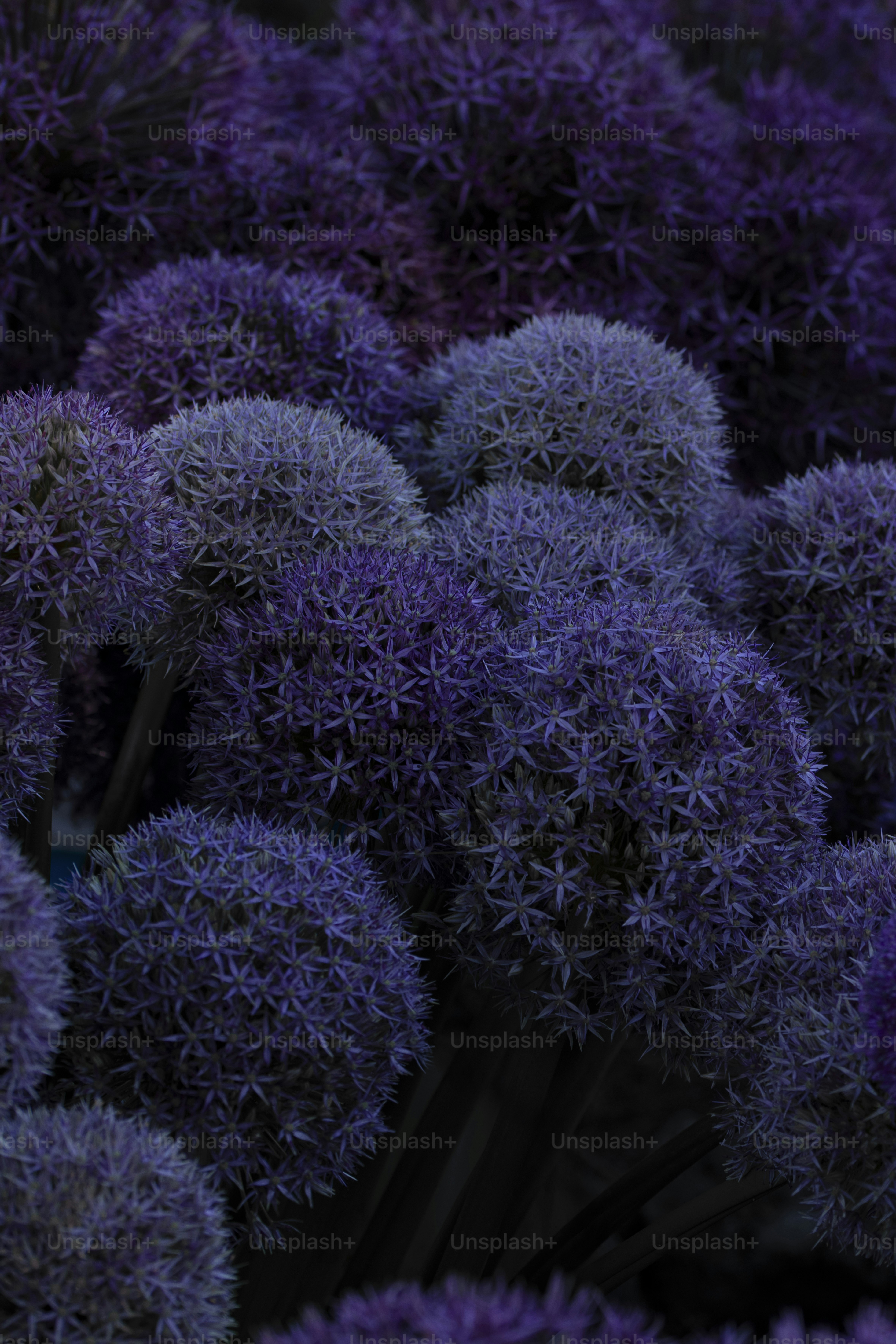 A bunch of purple flowers that are next to each other