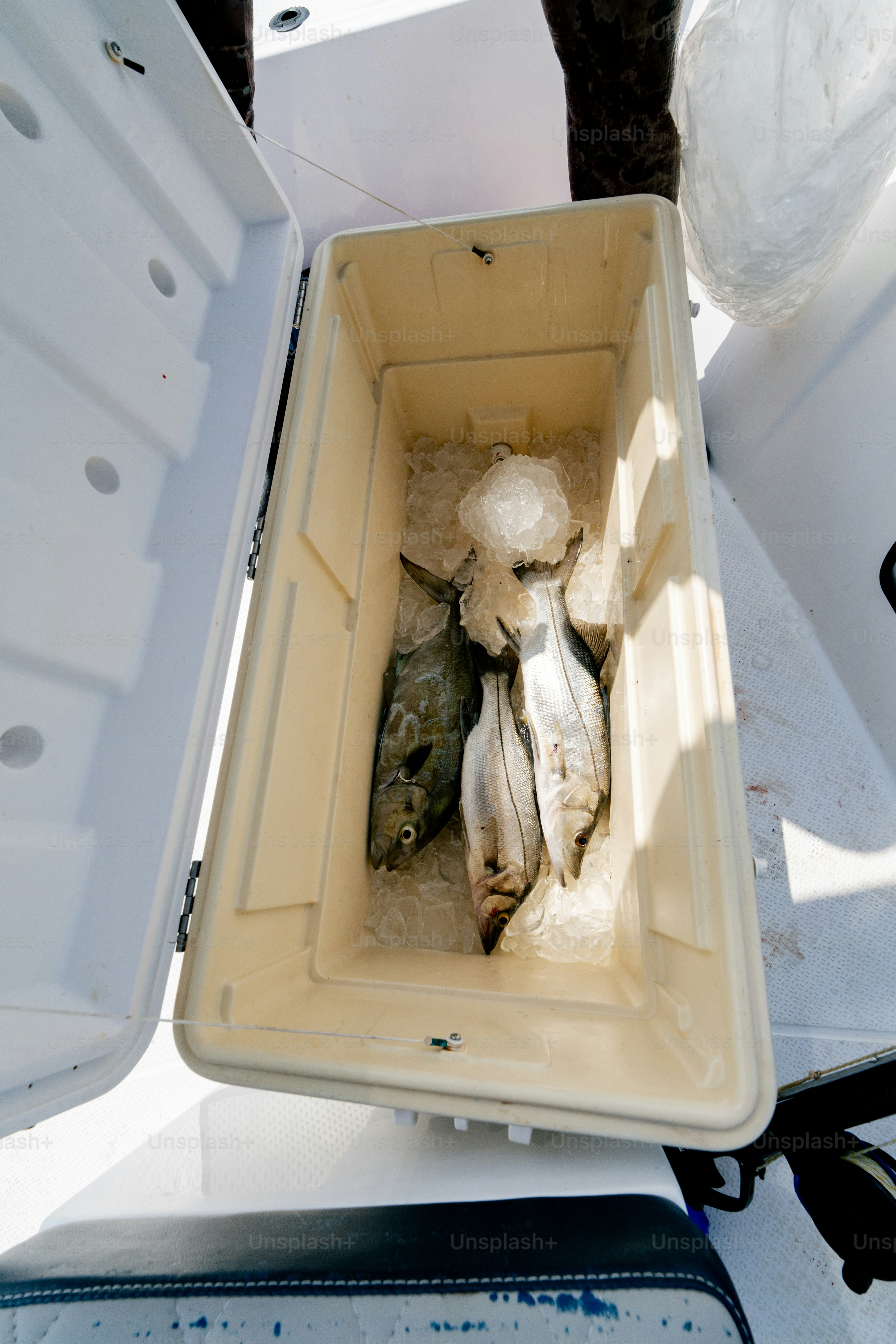 A couple of fish in a cooler on a boat