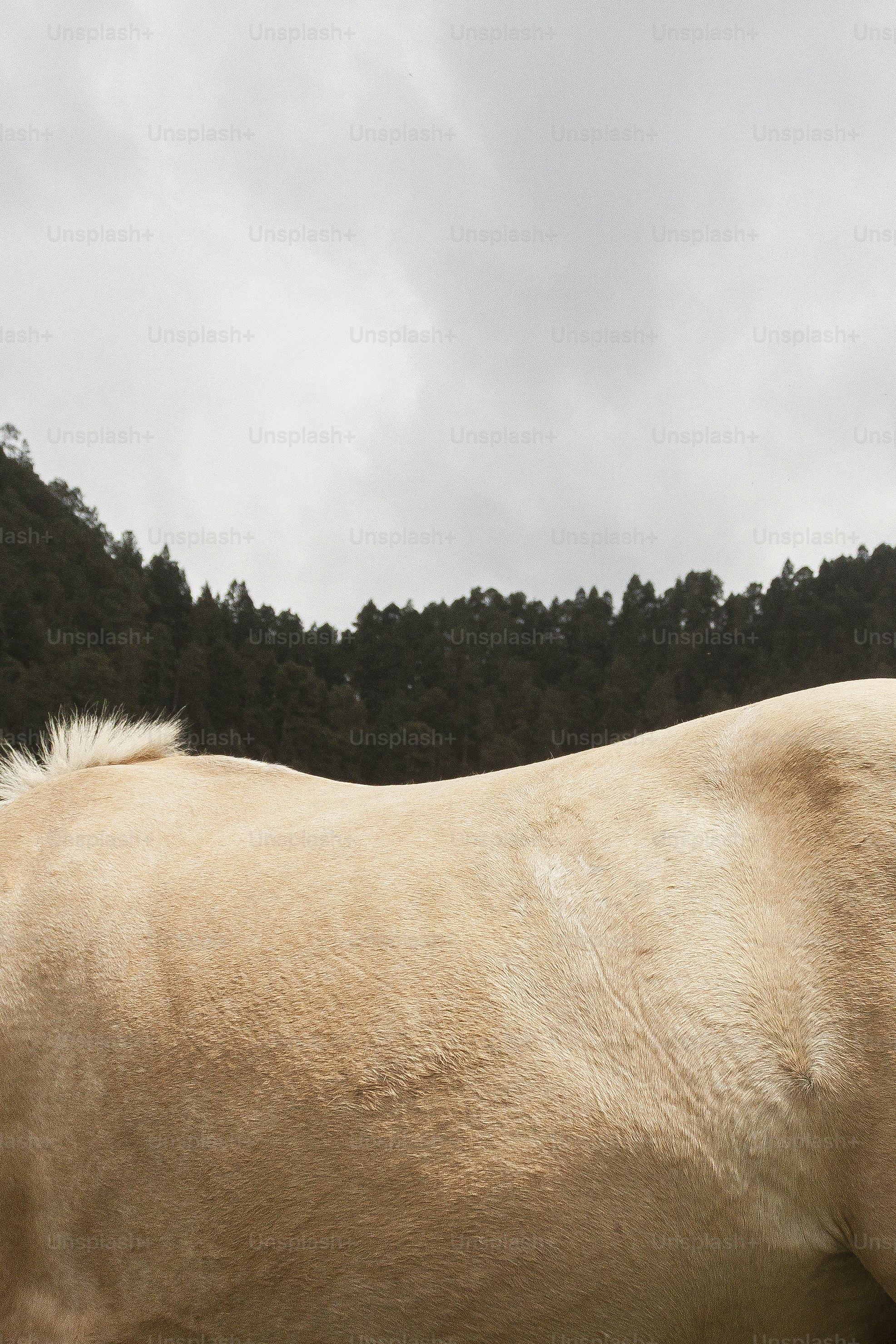 A brown horse standing on top of a lush green field