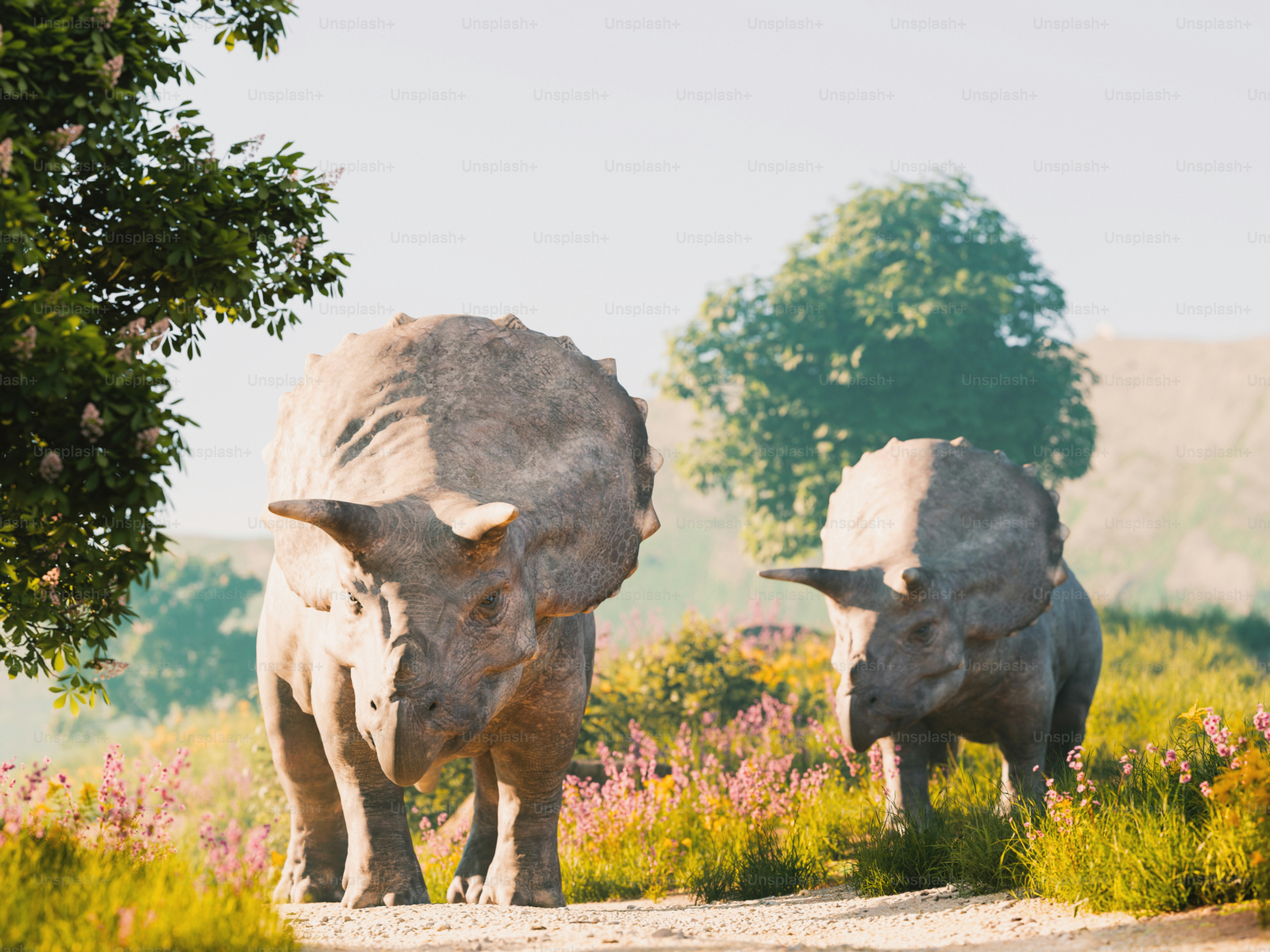 Two triceratops walk along a sunny path.