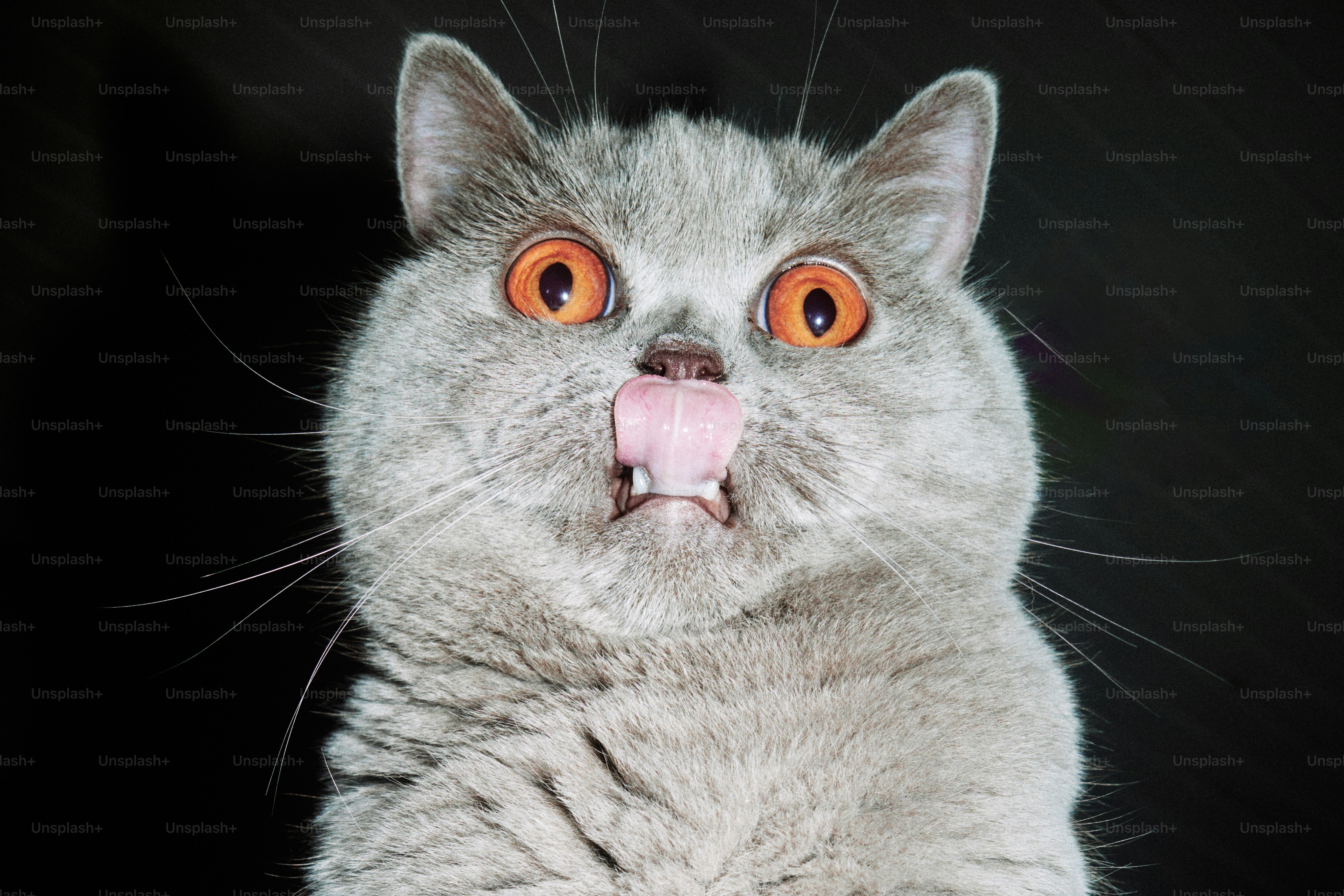 Ese gato parece sorprendido con la lengua fuera.