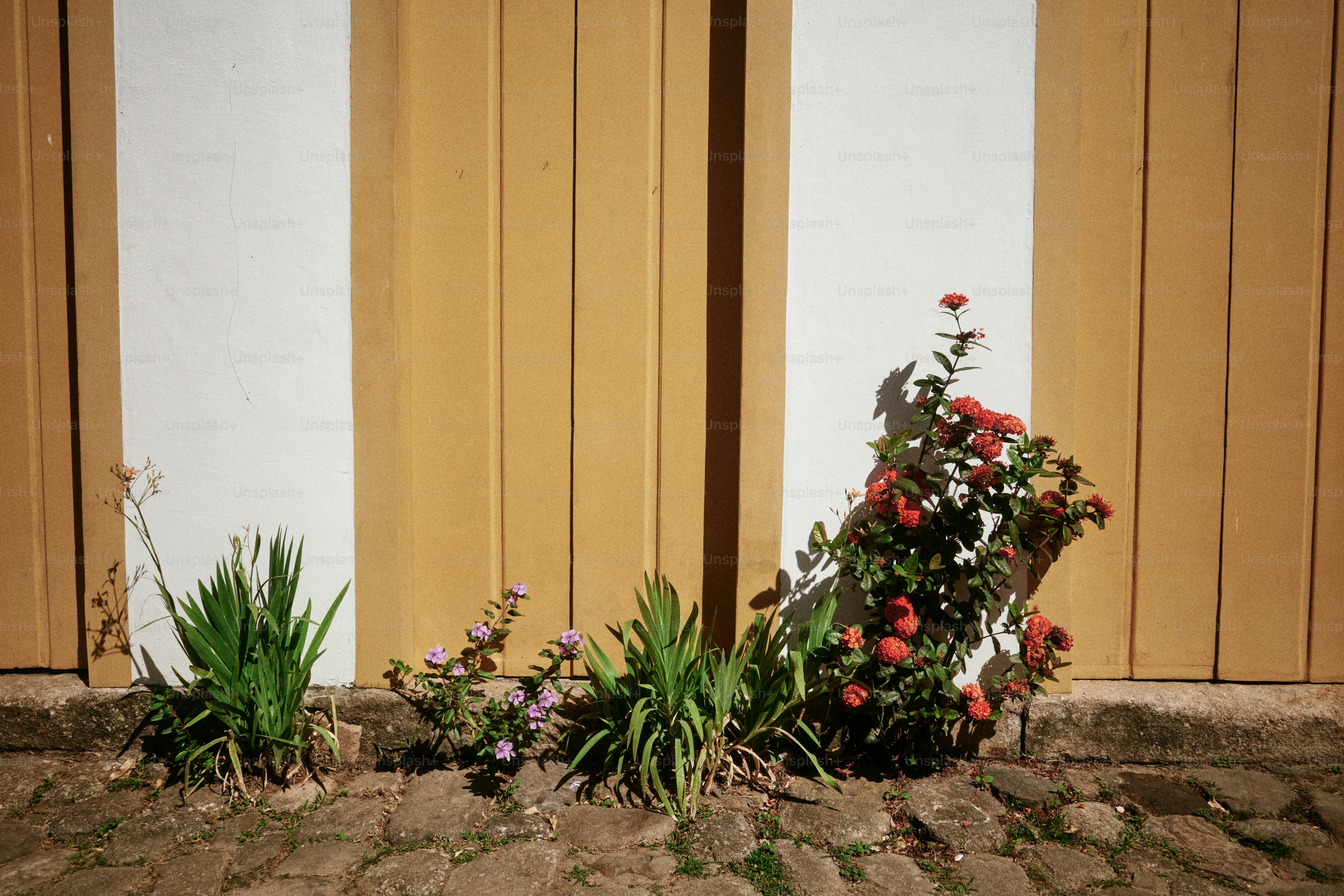Plants and flowers grow against a yellow and white wall