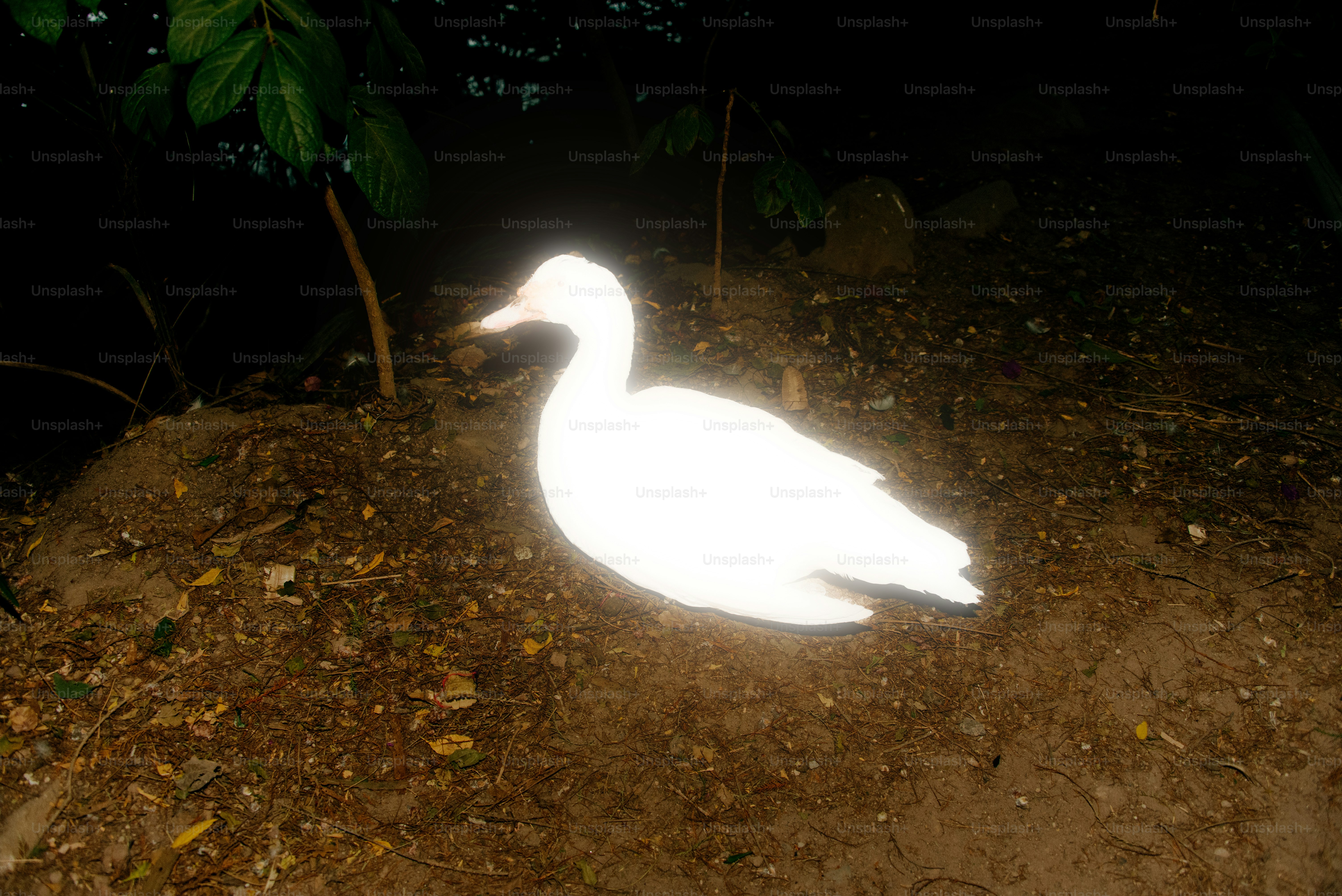 Un pato blanco brillante se sienta en el suelo.