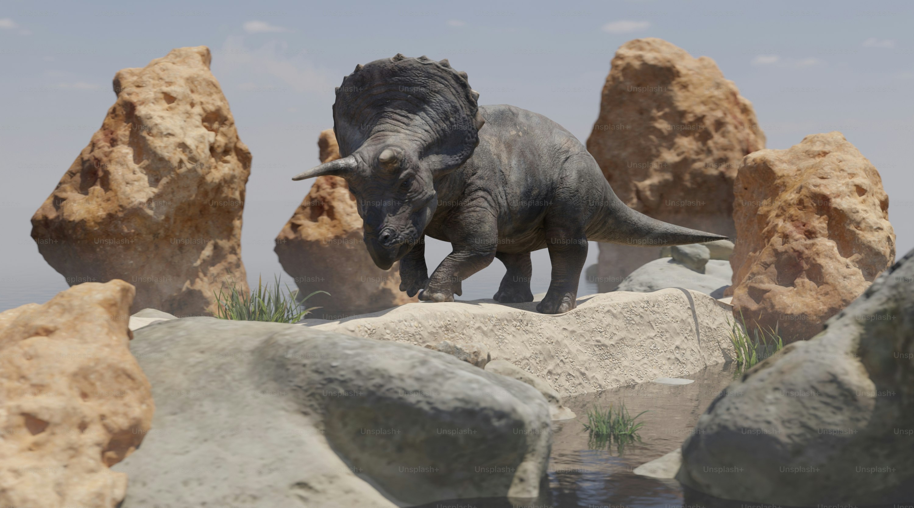 A triceratops stands near some large rocks.