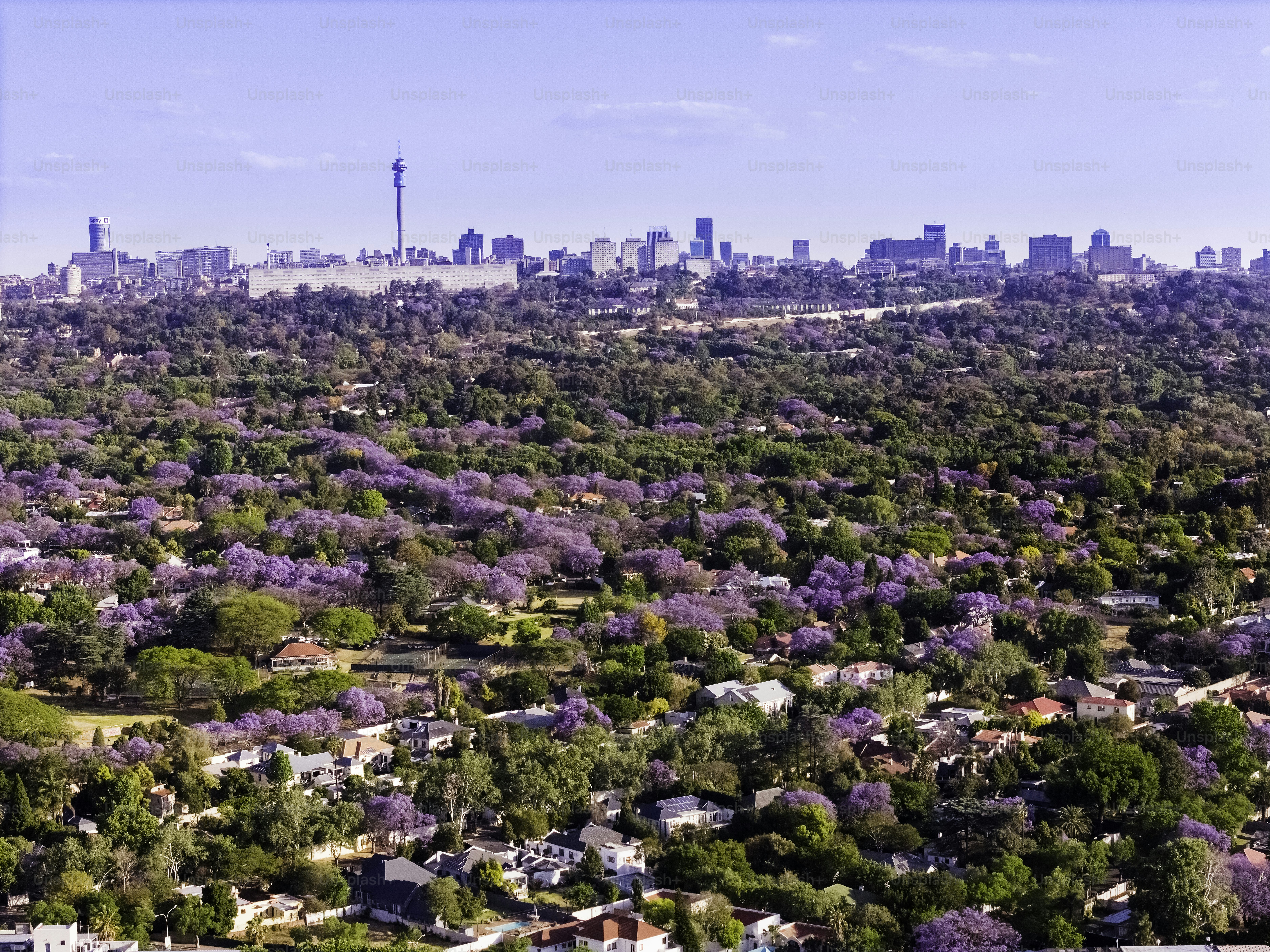 Johannesburg City with Jacaranda trees in blossom, an iconic sight in the northern suburbs of Johannesburg, South Africa