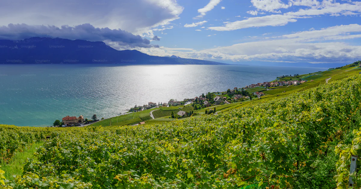 Vue Panoramique De La Campagne Paysage De Vignoble Et Du Lac L man vue-panoramique-de-la-campagne-paysage-de-vignoble-et-du-lac-l-man