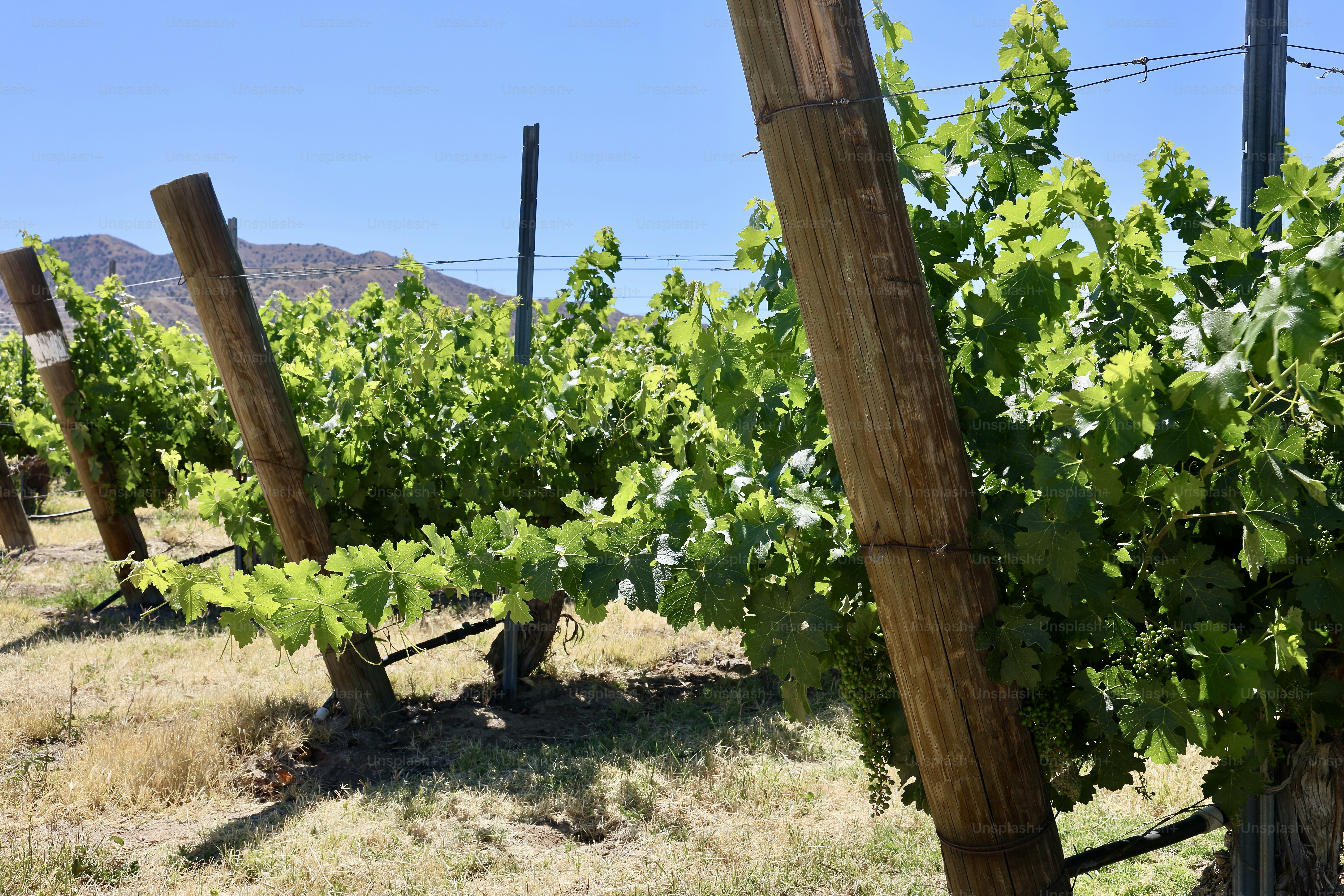 Stellenbosch.vignobles