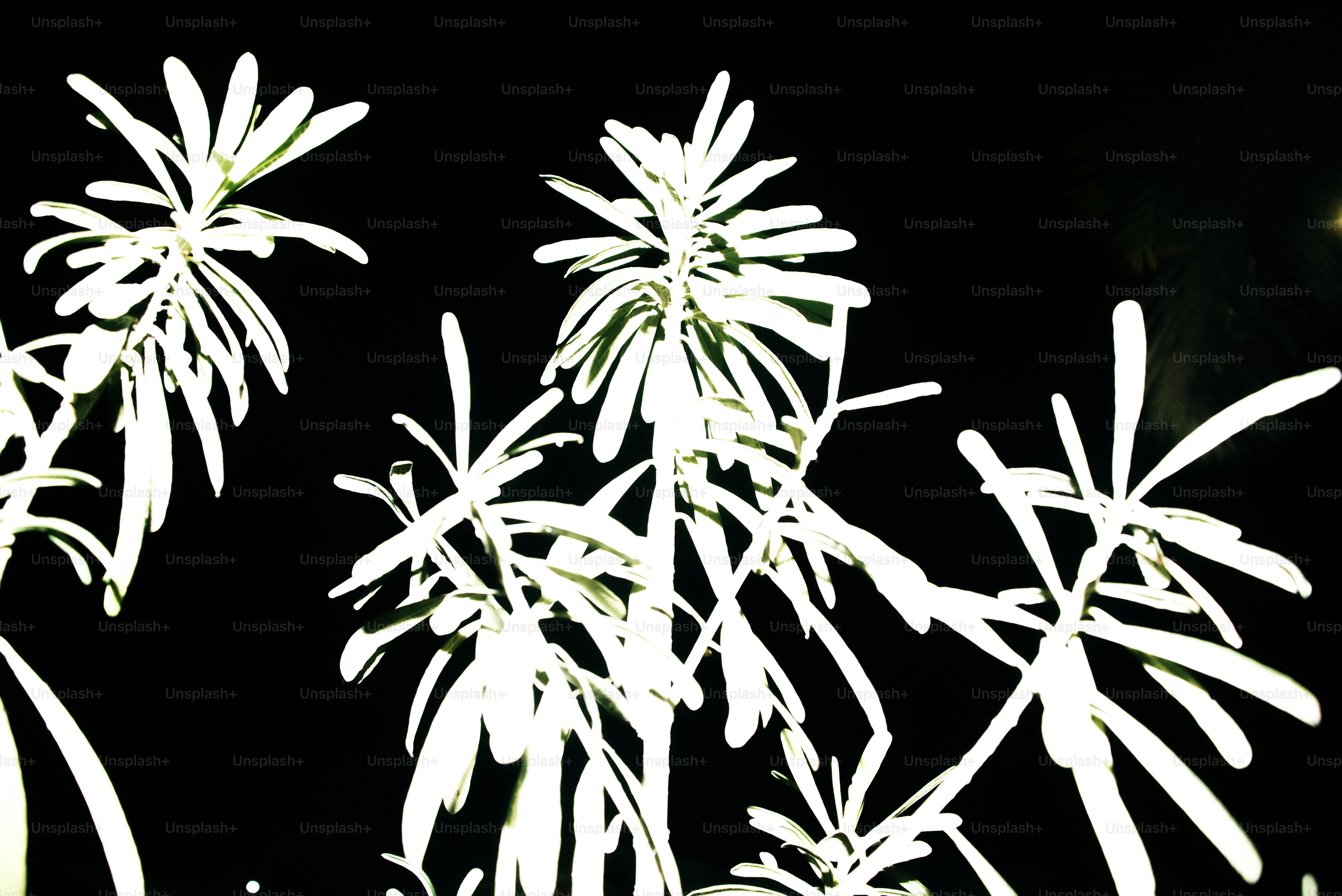 As plantas brancas se destacam contra um fundo preto.