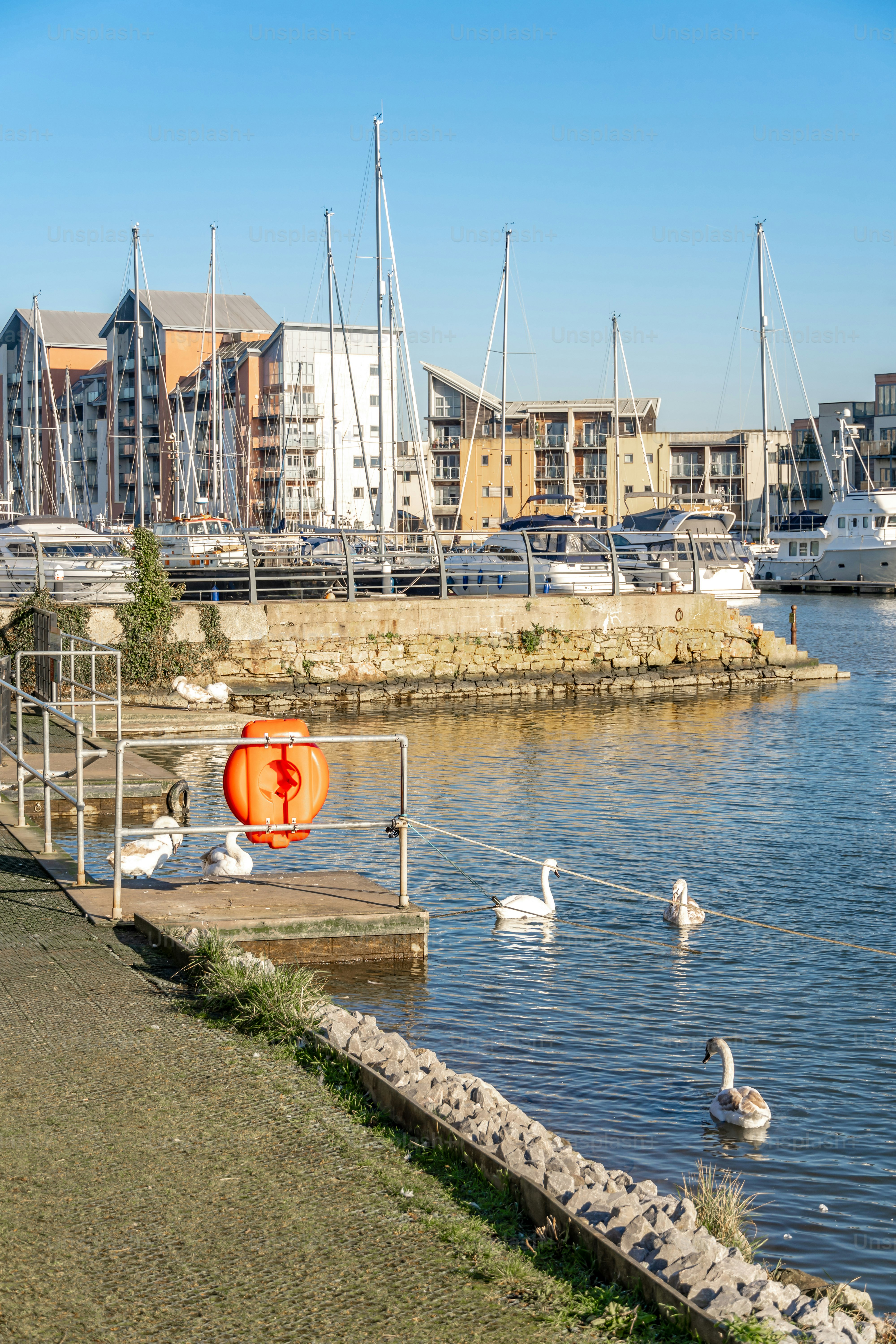 Swans in Portishead Marina