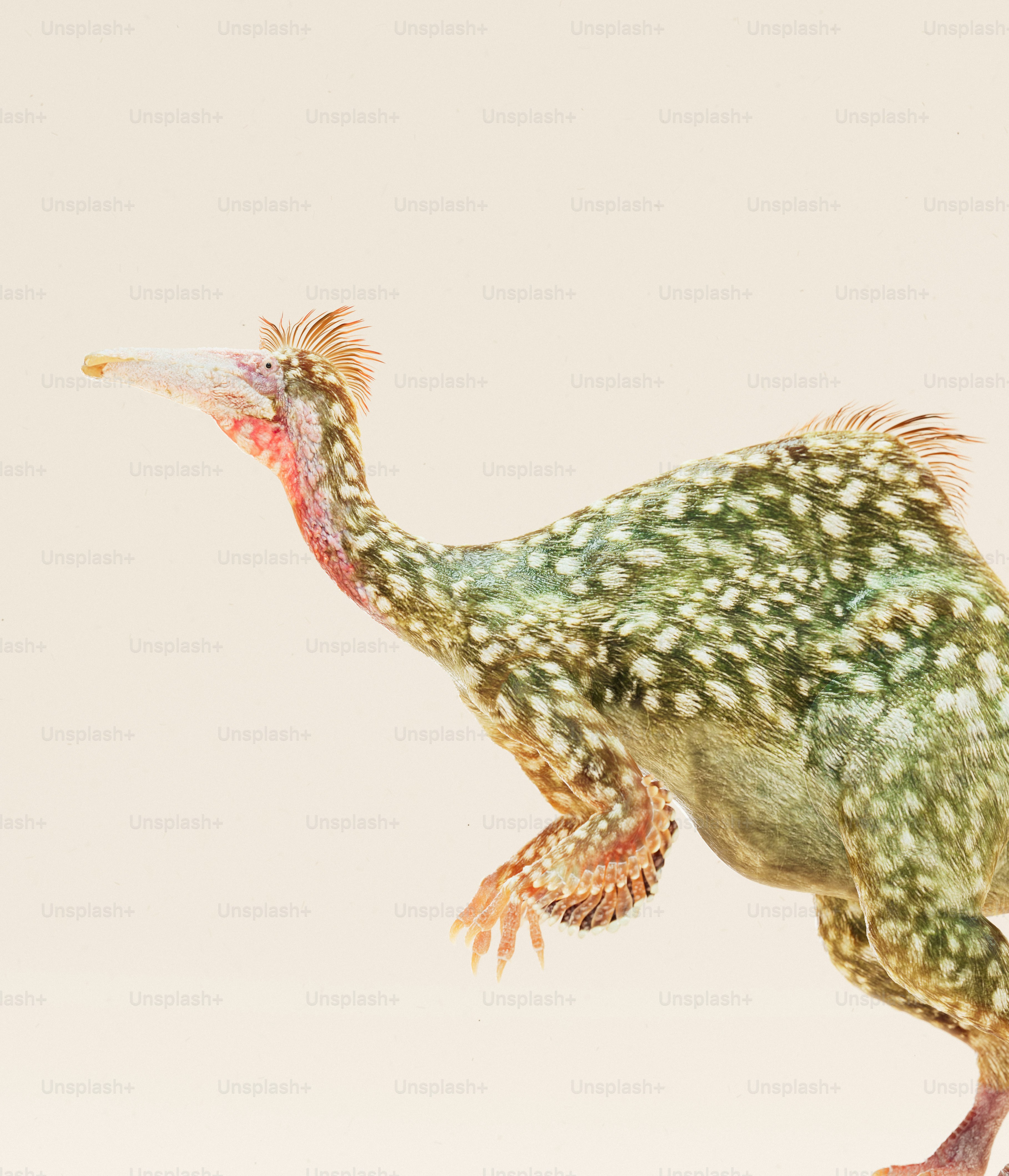 An illustration of a prehistoric, feathered dinosaur.