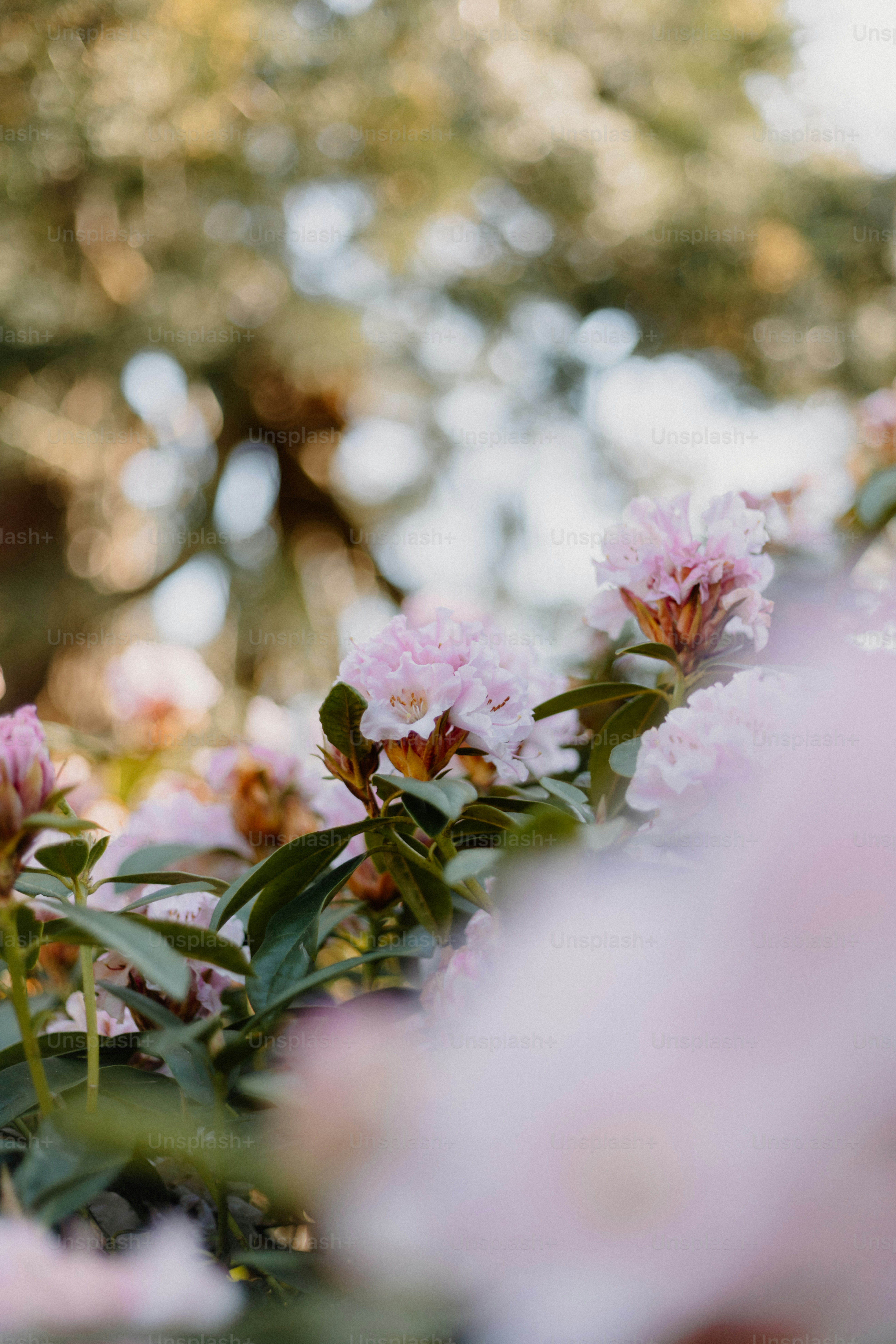 Pink flowers bloom in the spring.