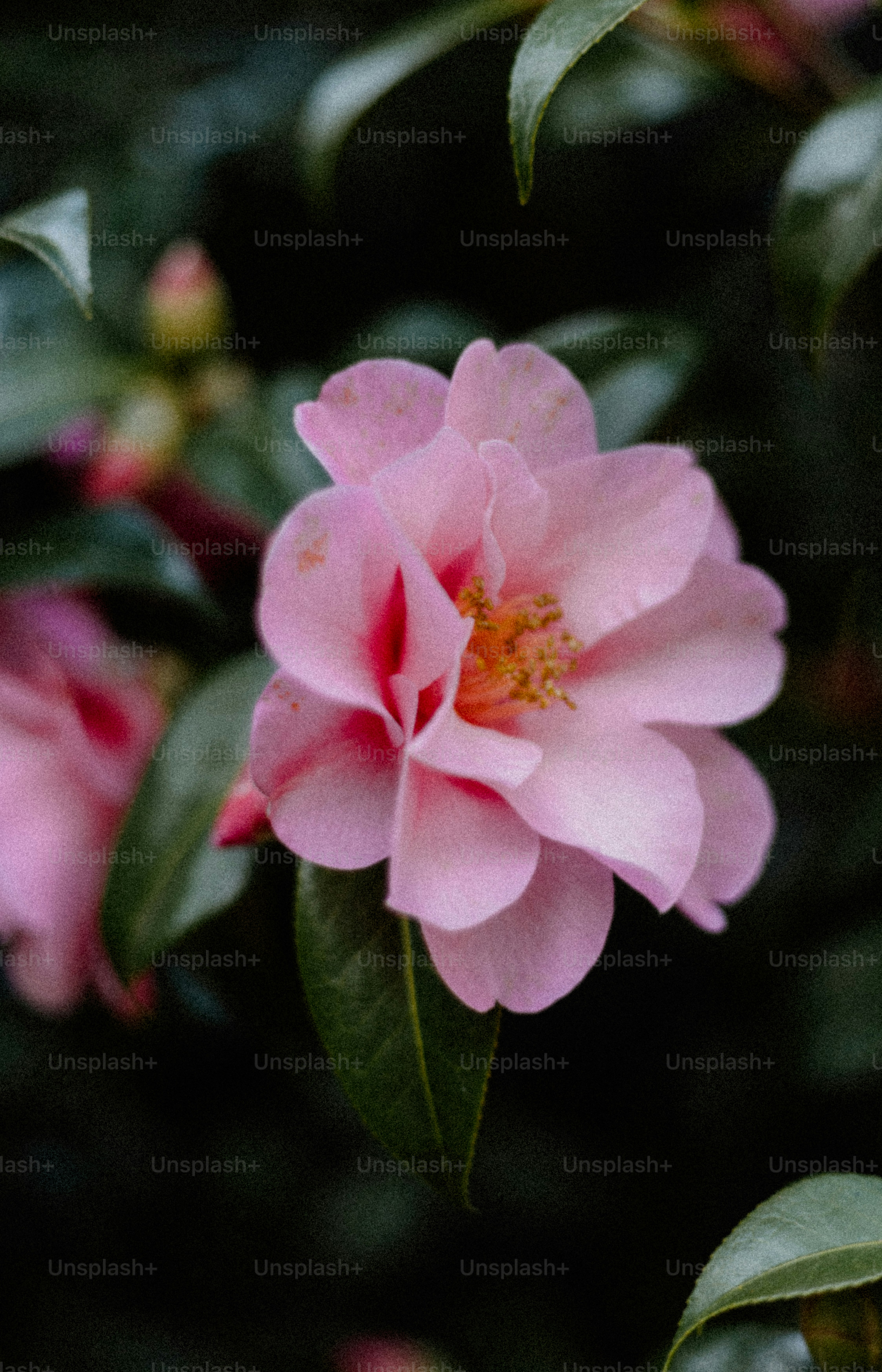 A beautiful pink flower blooms in the garden.