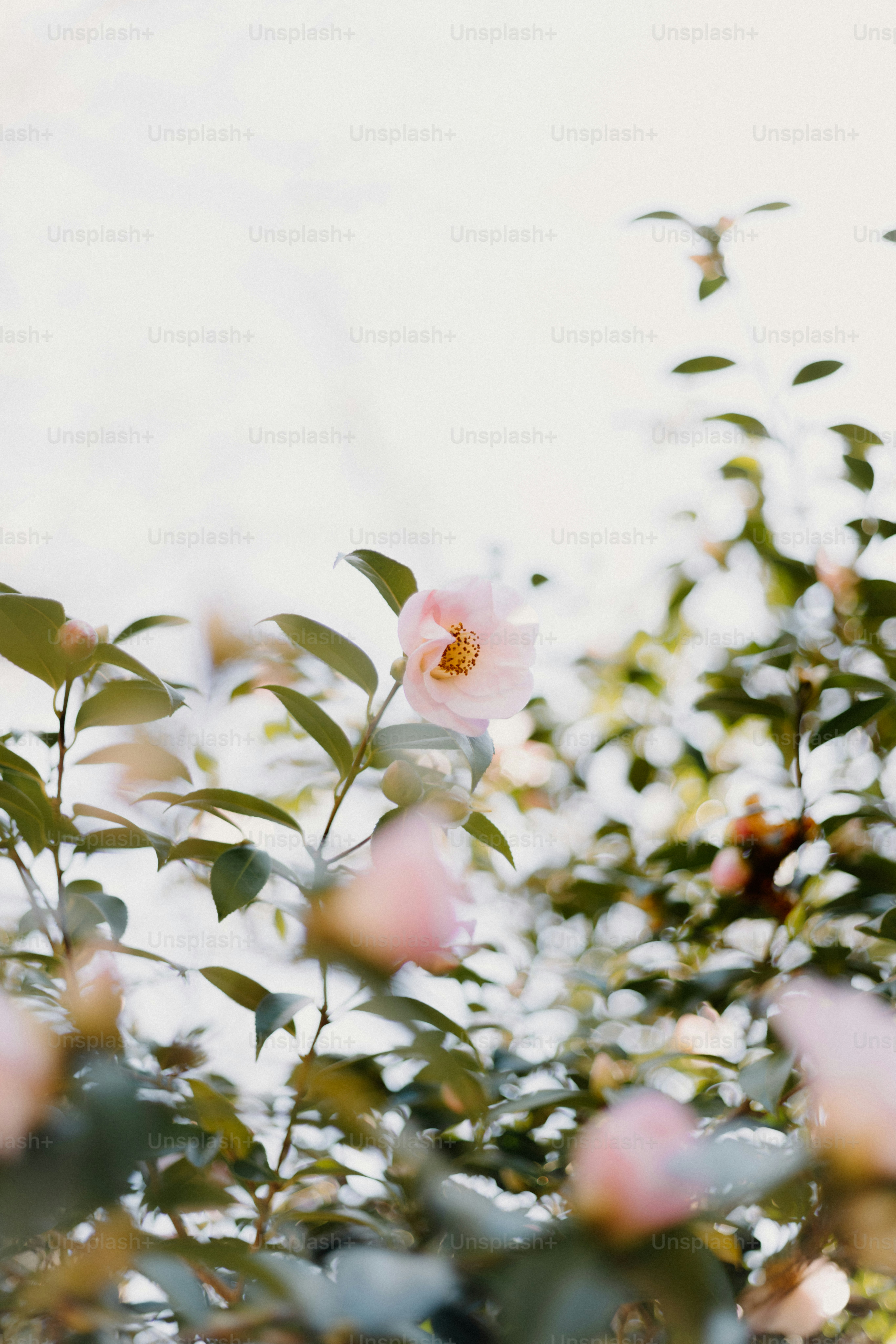 Soft pink flowers bloom on a bush.