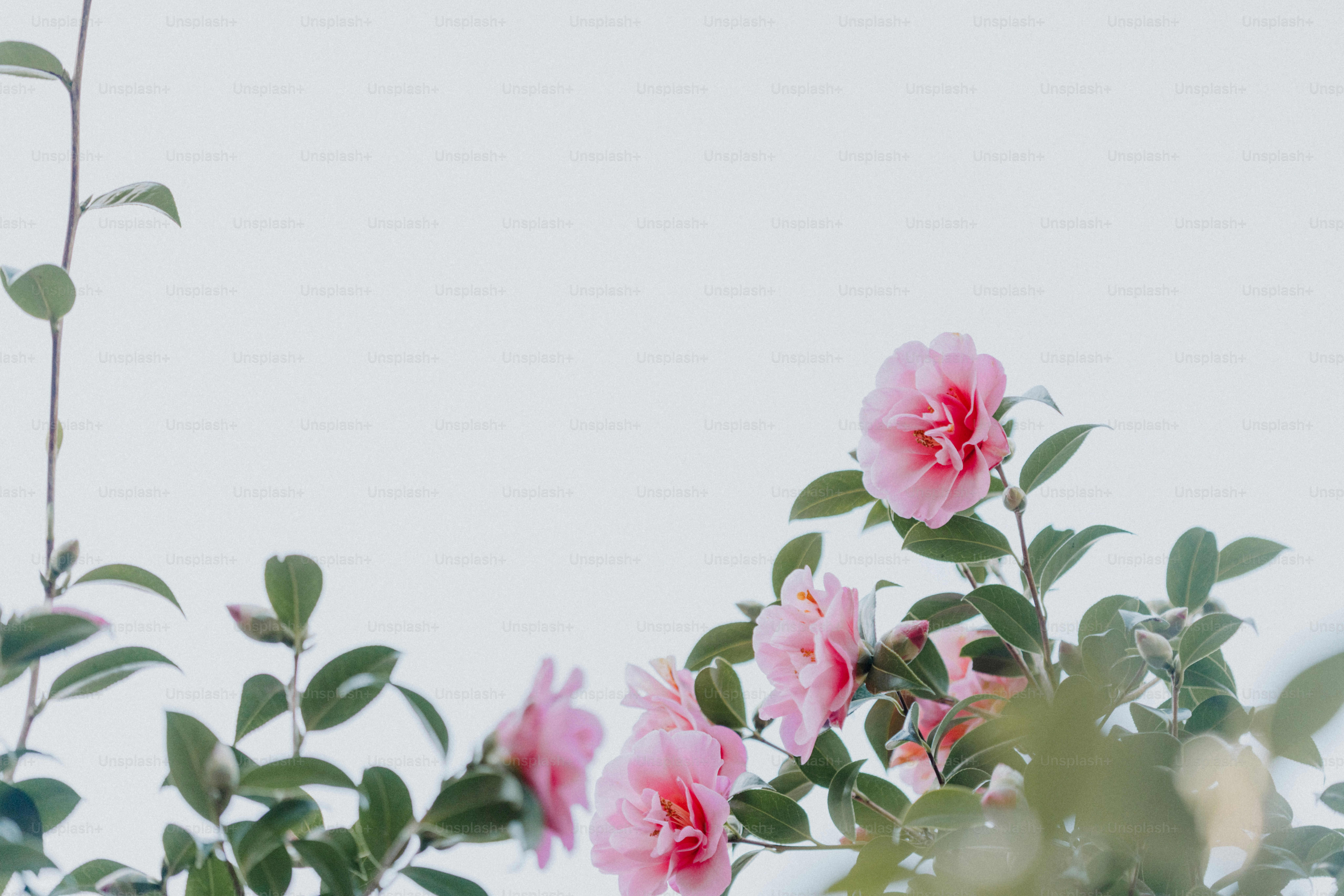 Pink flowers bloom against a white sky