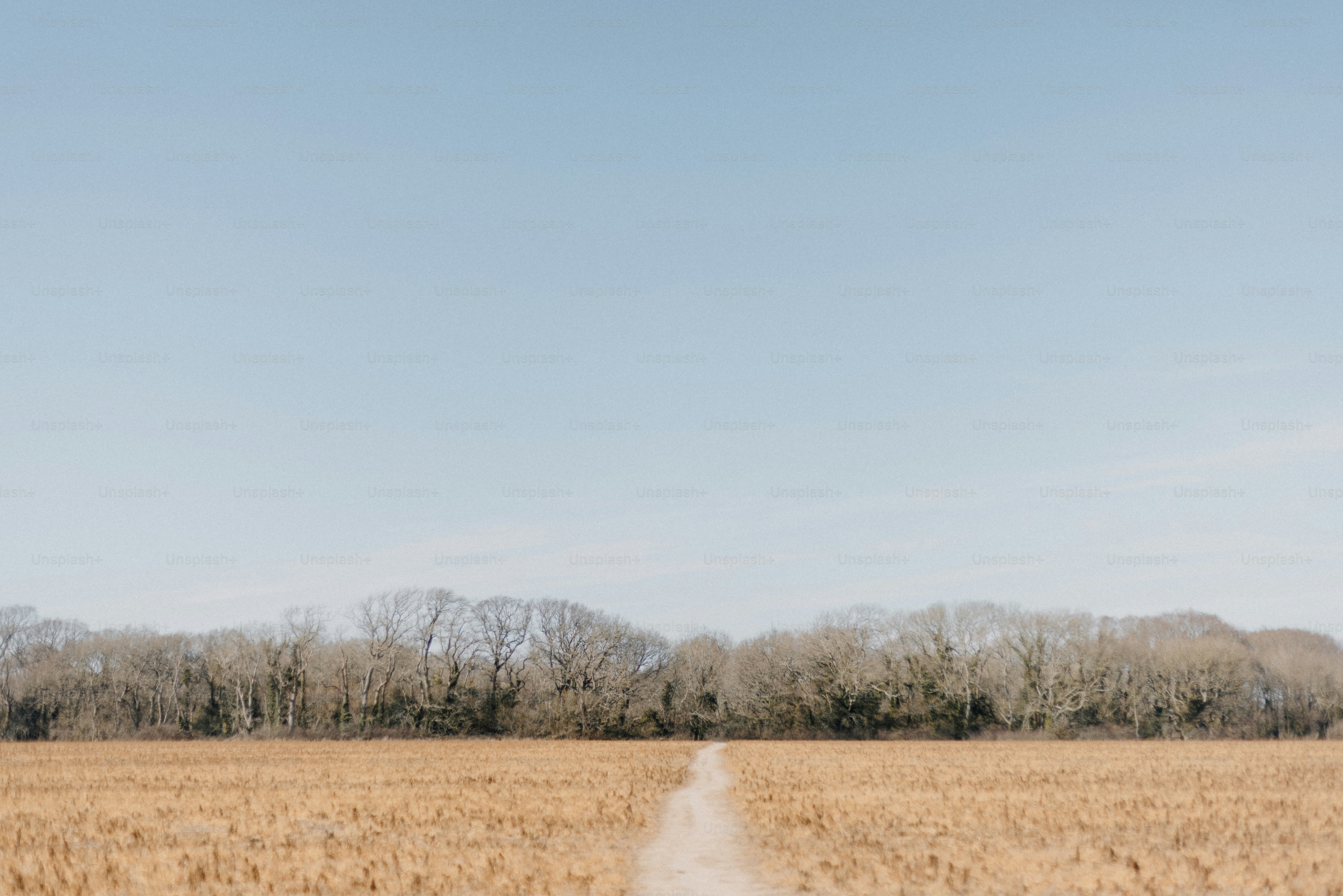 Sebuah jalan mengarah melalui ladang emas.