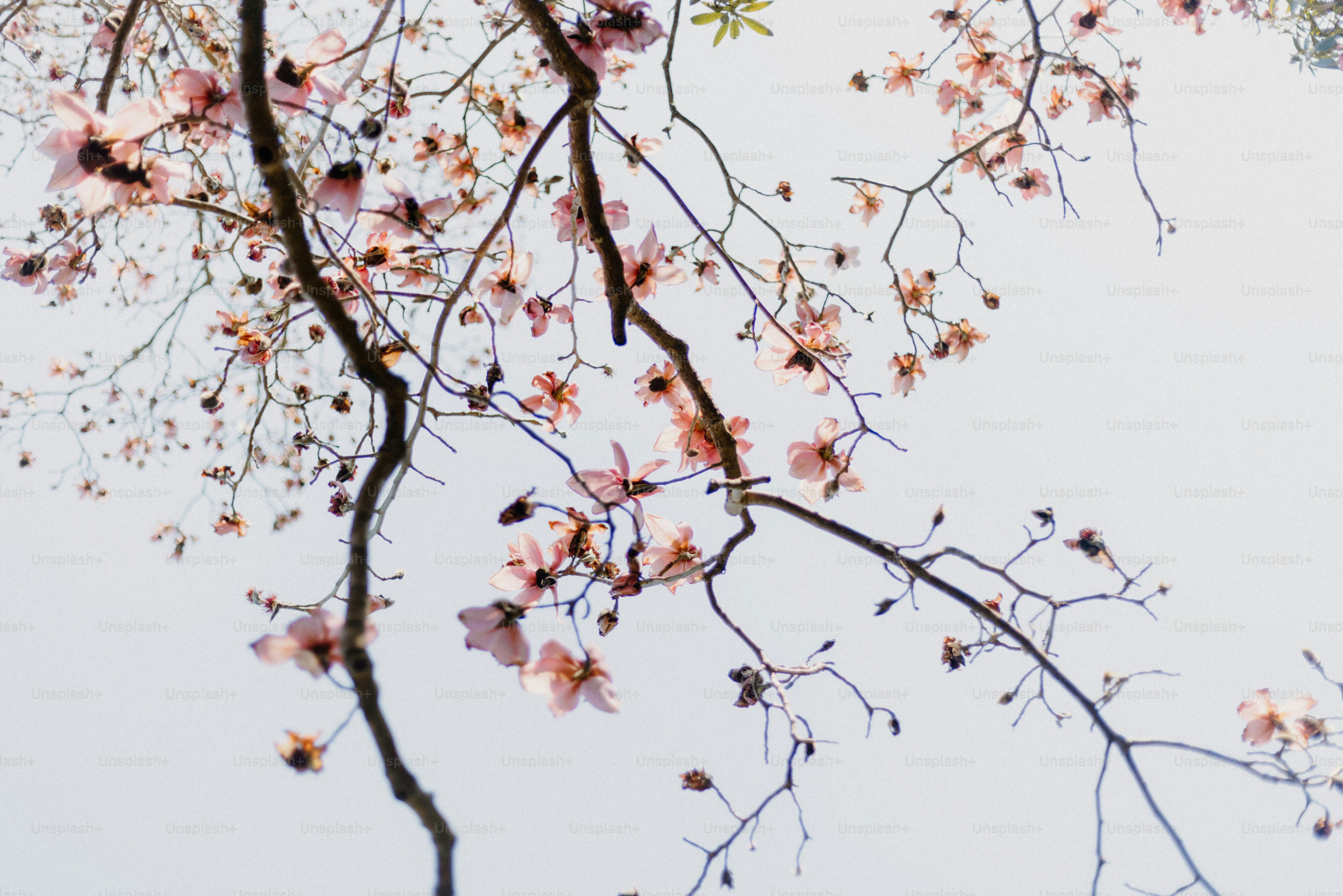 Blooming tree branches with pink flowers against sky. photo – Flower ...