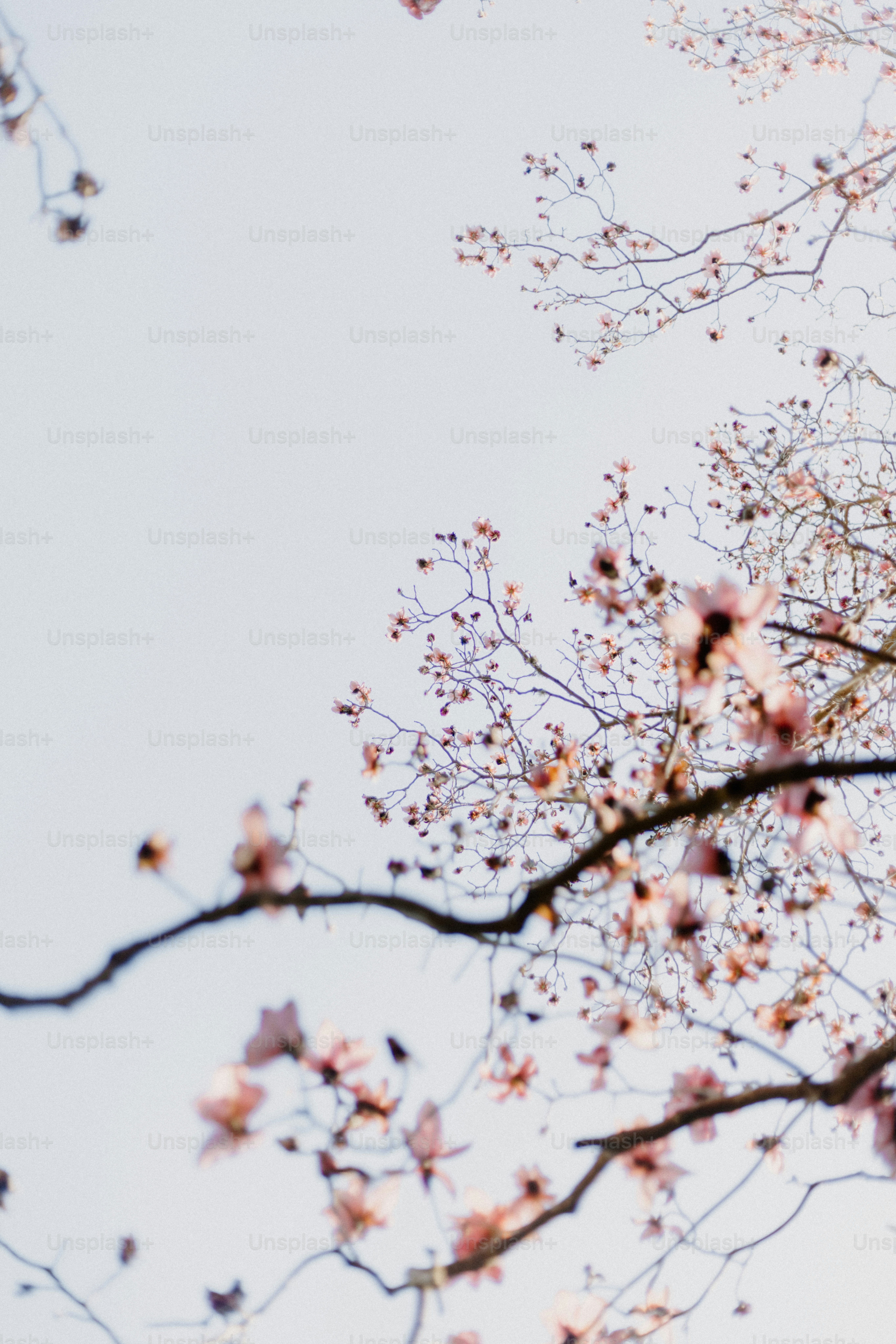 As flores de cerejeira florescem contra um céu azul suave.
