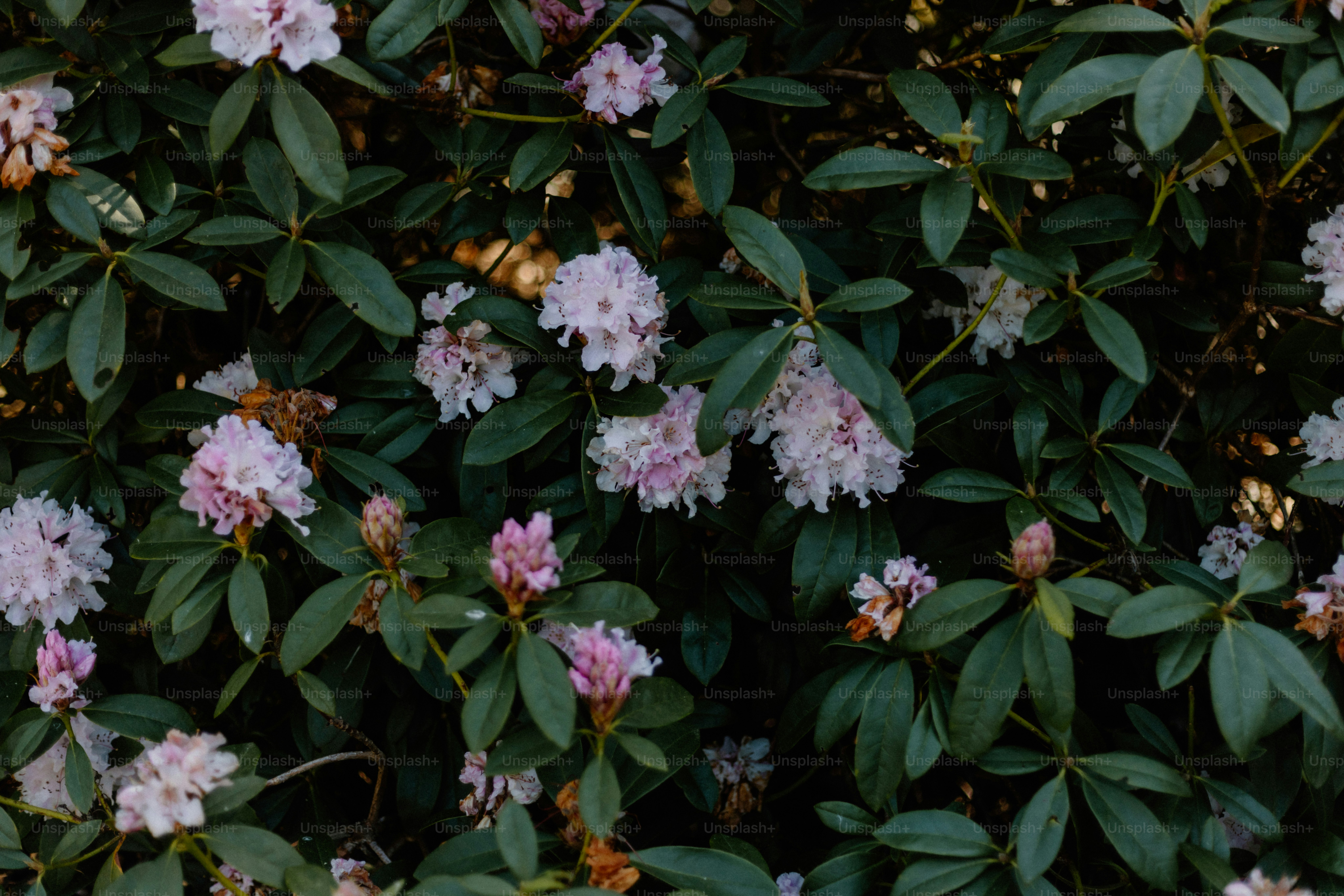 Rhododendron flowers bloom among dark green leaves.