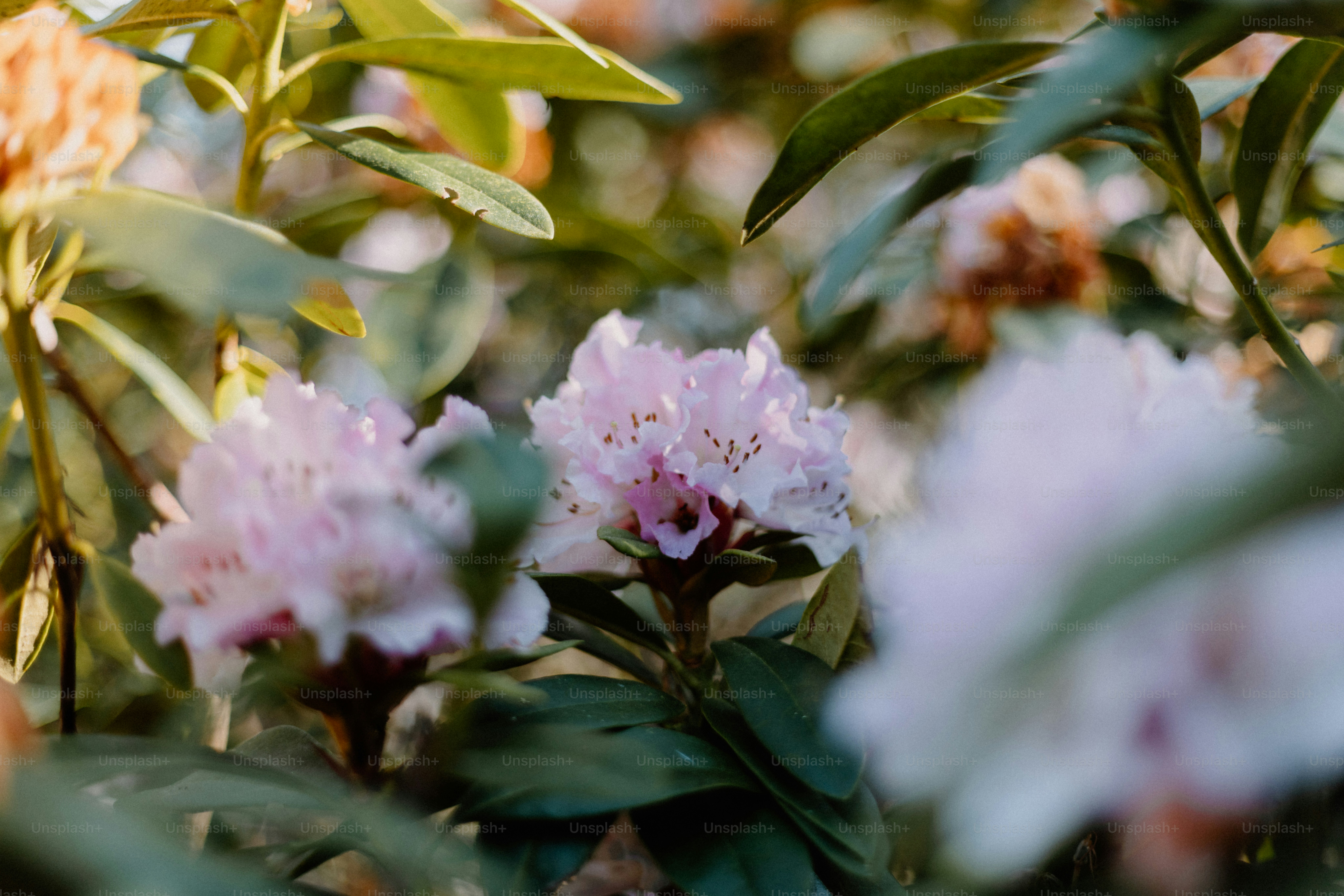 Pale pink flowers bloom among the green leaves.