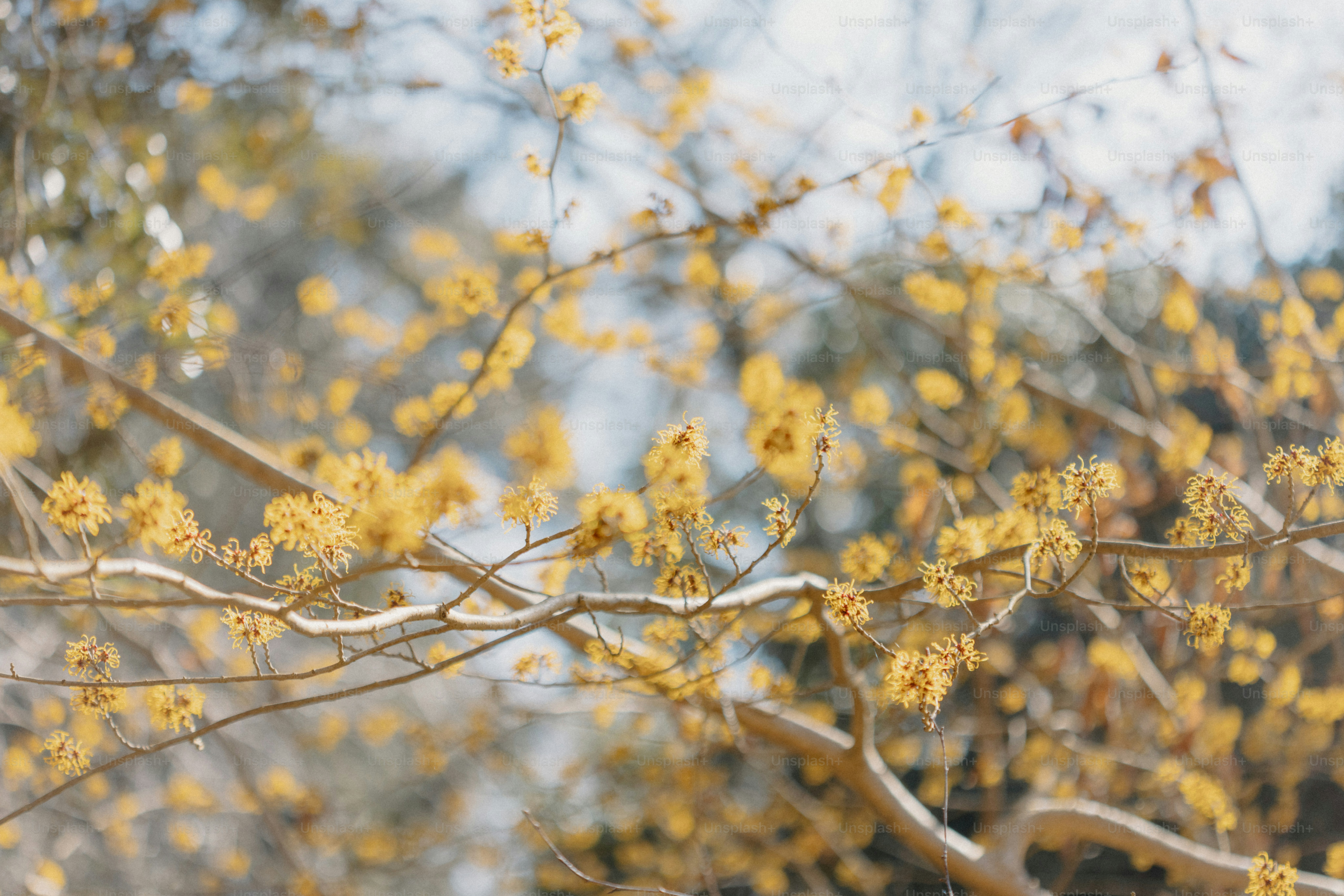 Hazelvale, Western Australia