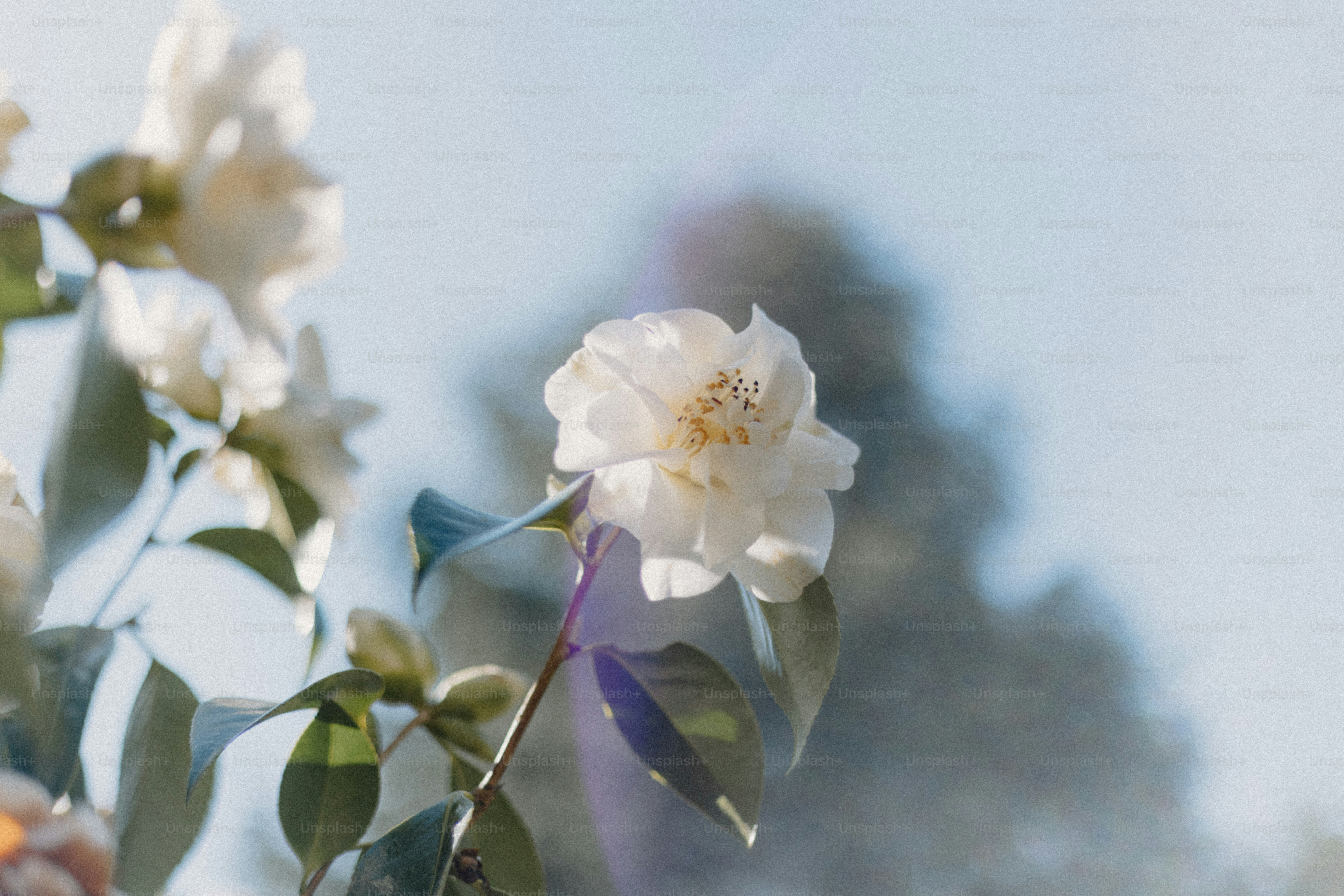 White flowers bloom on a sunny day.