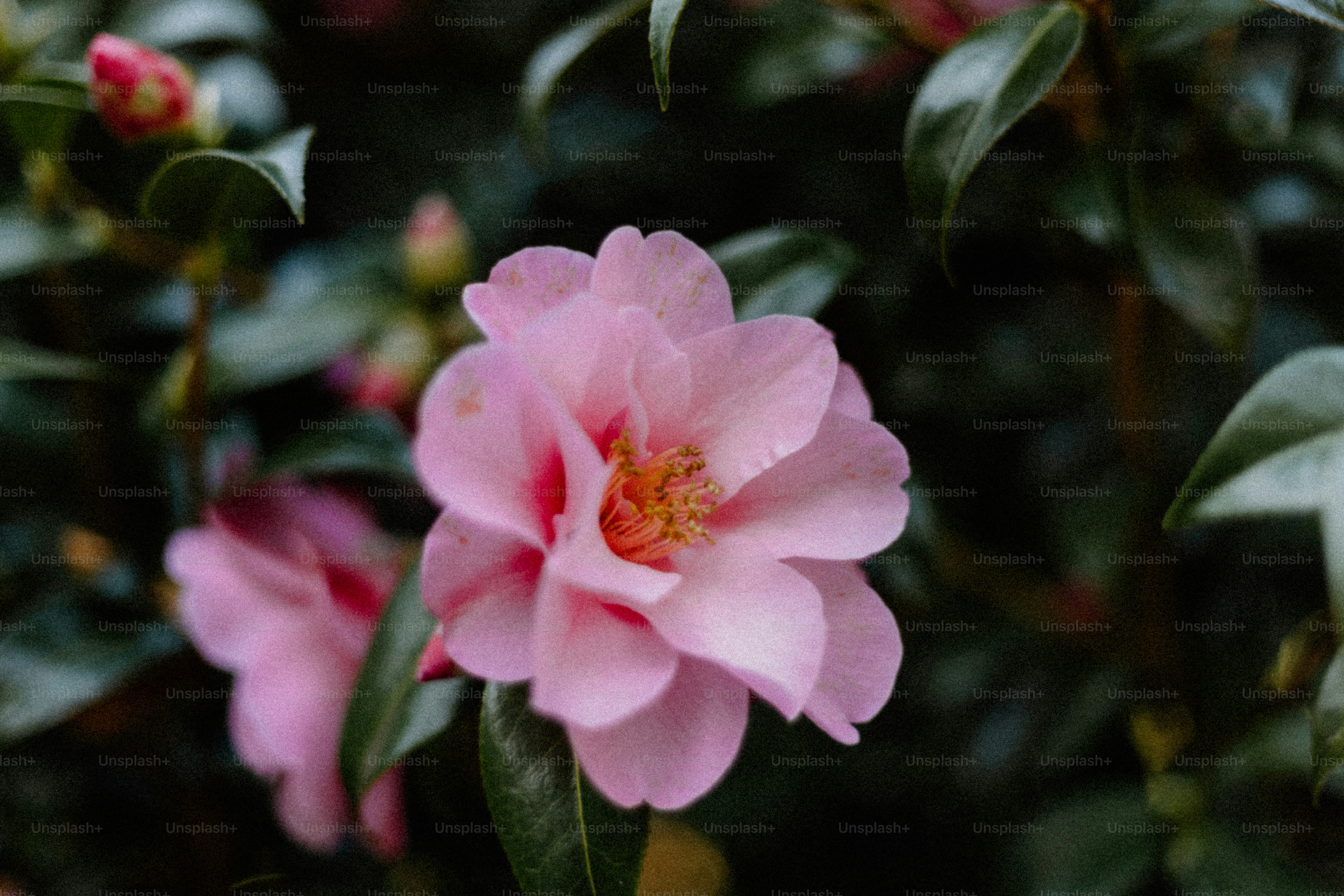 Pink camellia flower blooms surrounded by leaves.