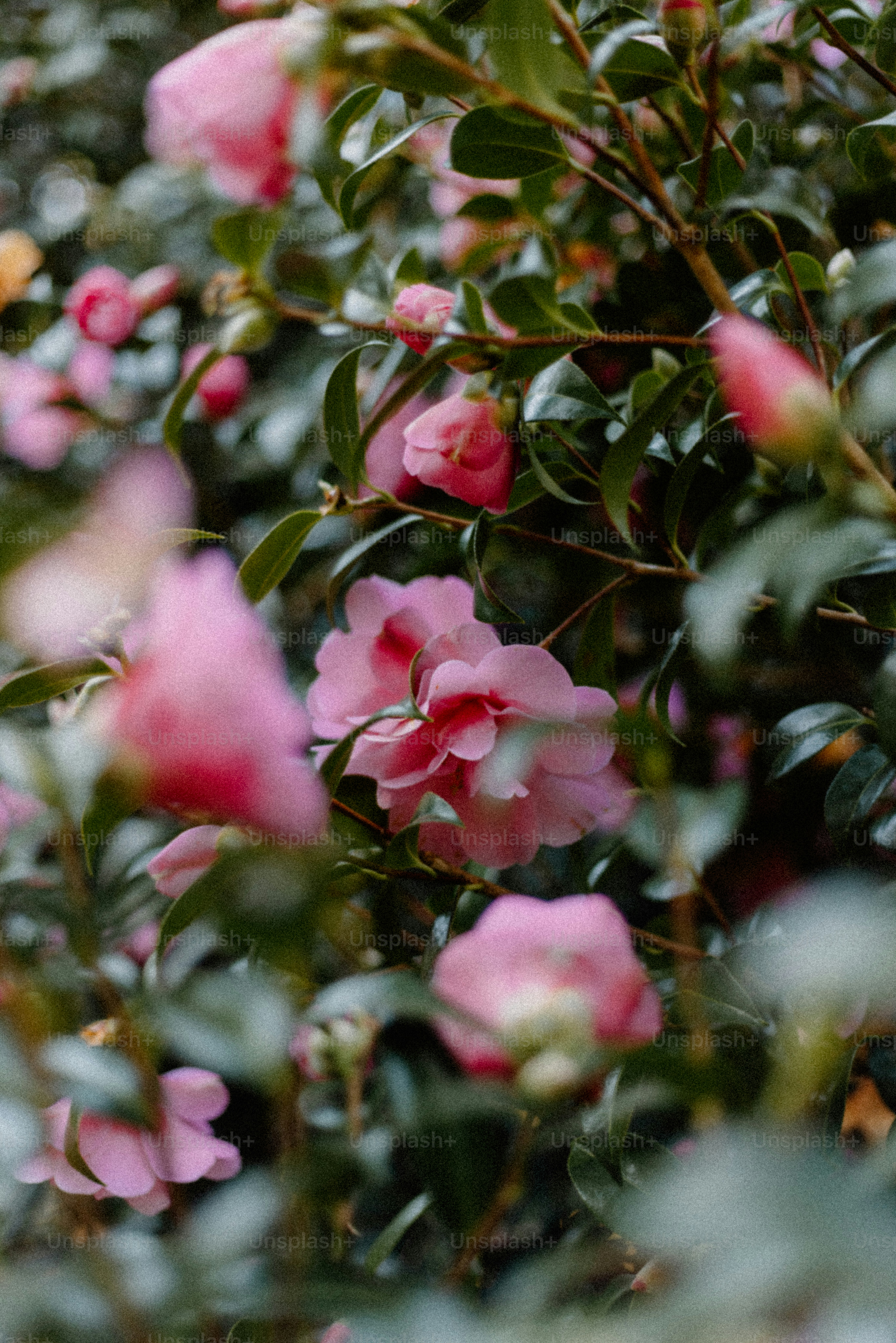 Pink flowers bloom amidst green foliage.