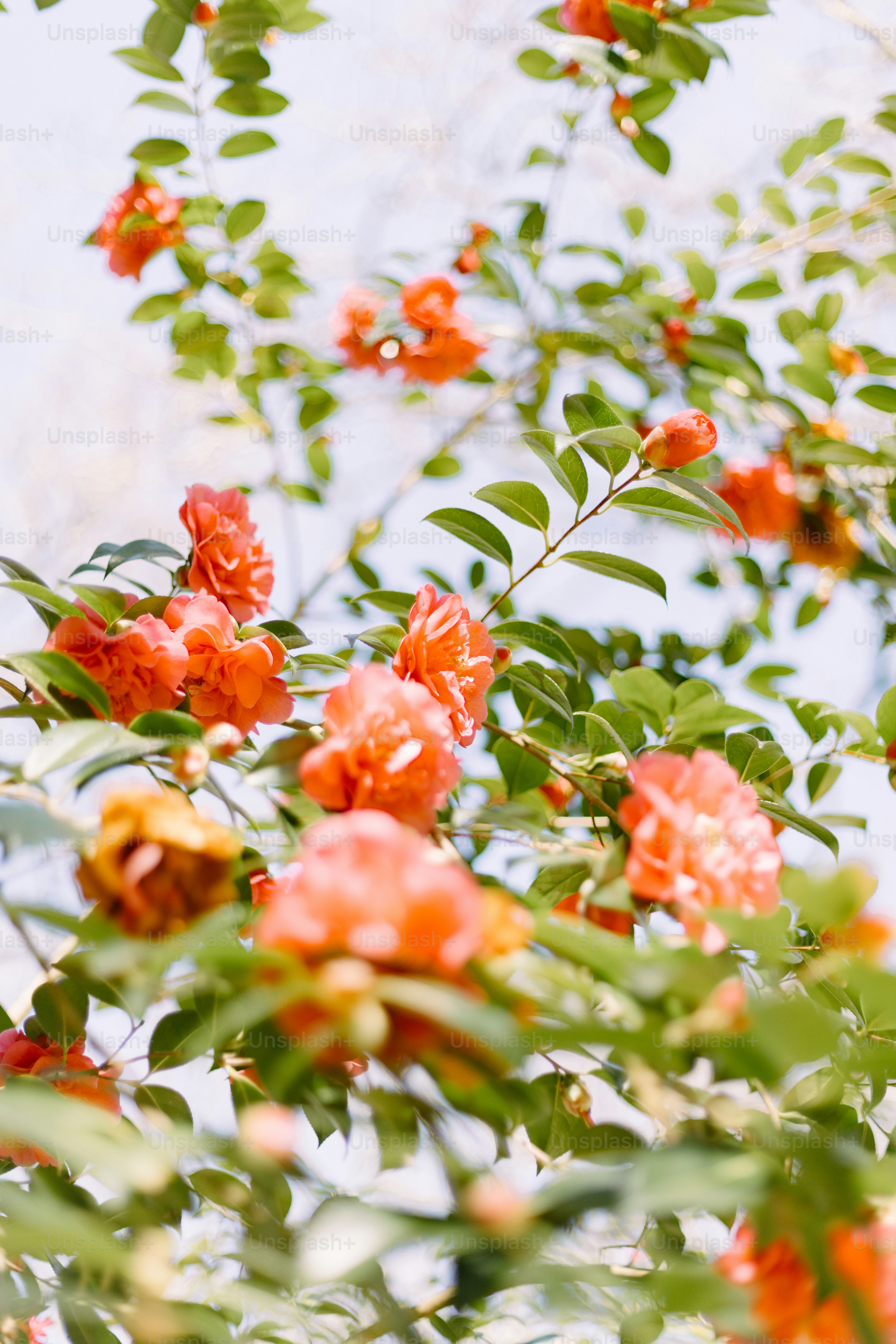 Red flowers bloom amongst green leaves.