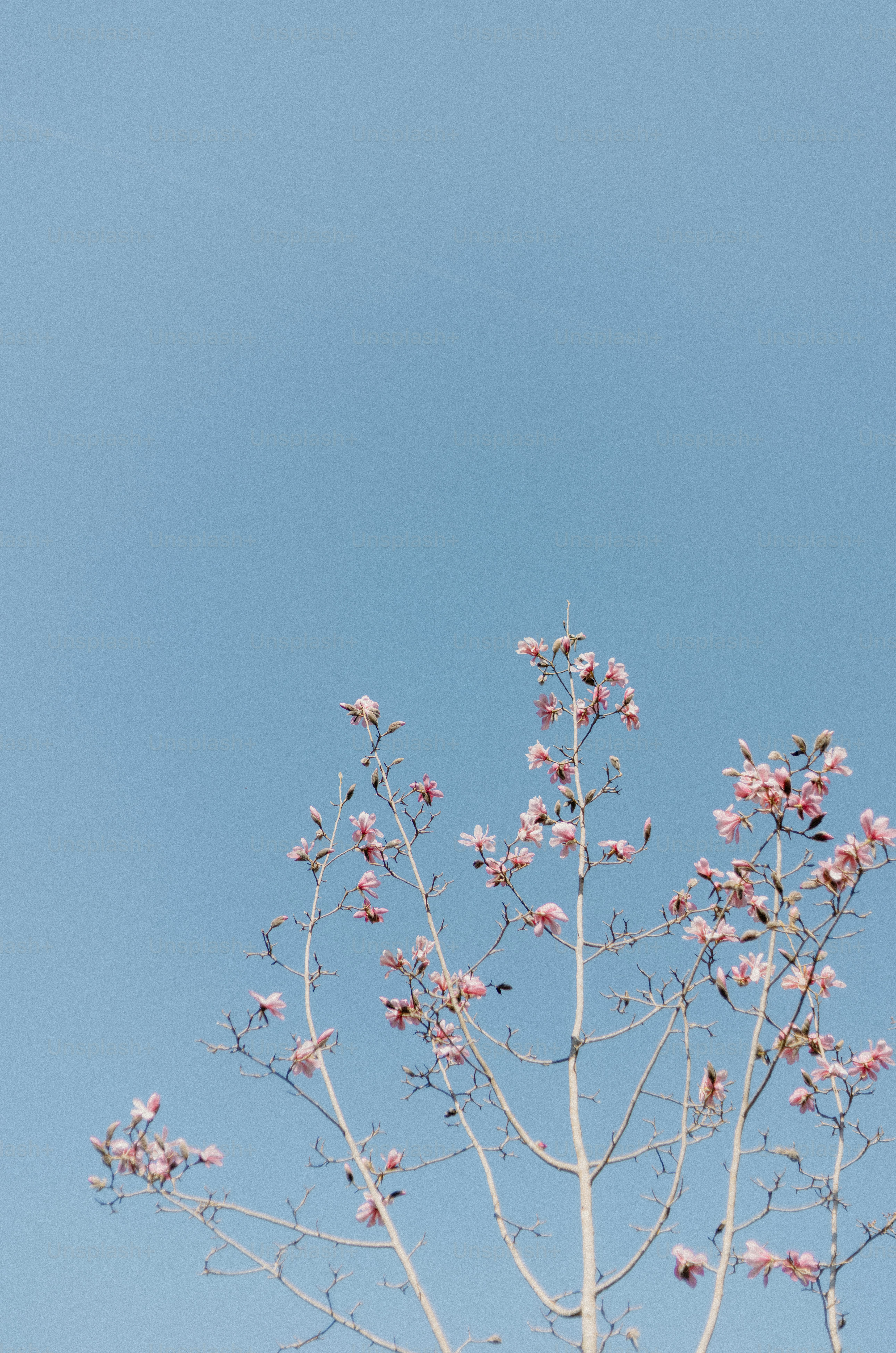 Pink flowers bloom against a bright blue sky.