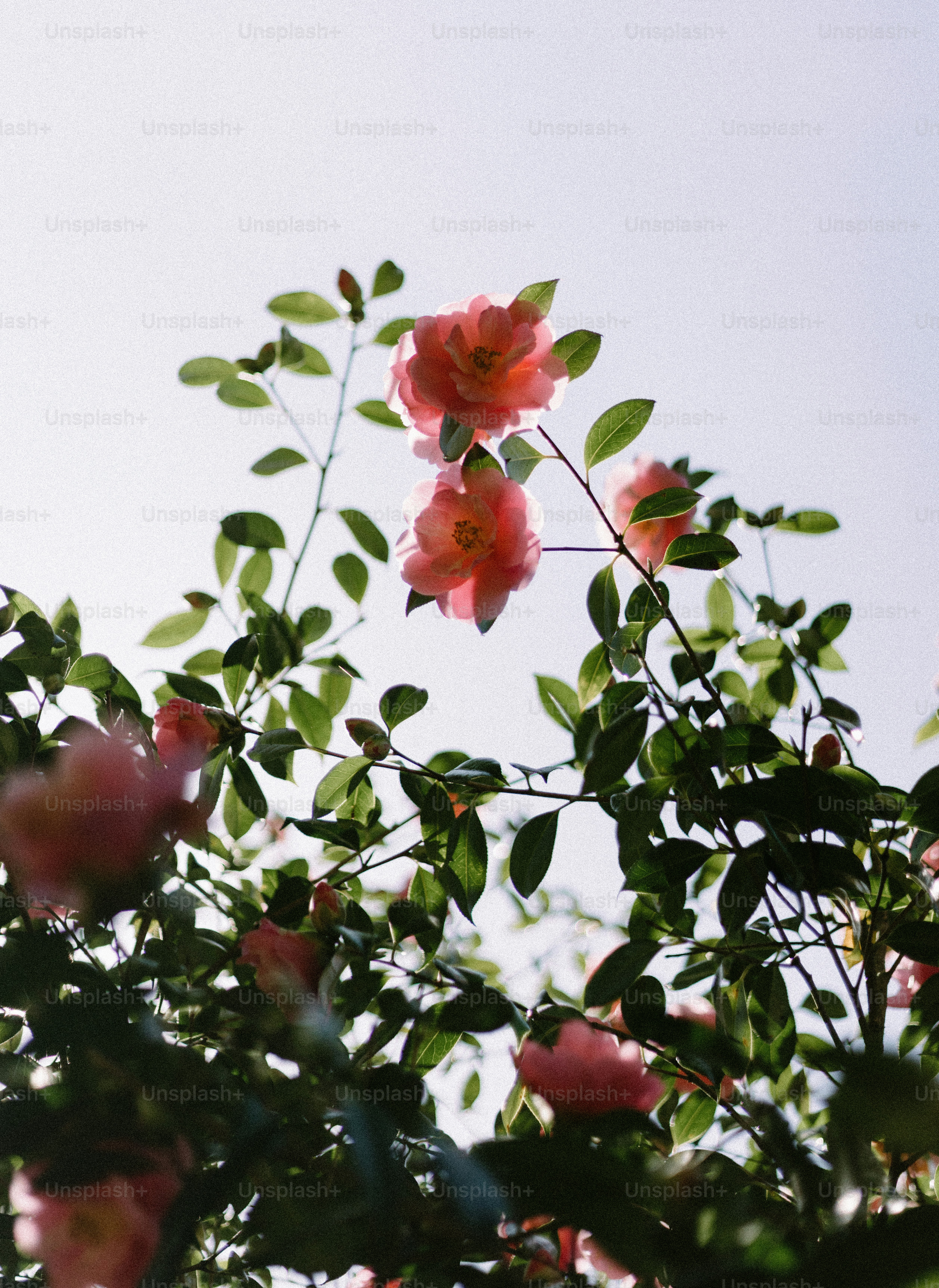 Pink roses bloom in the sunlight.