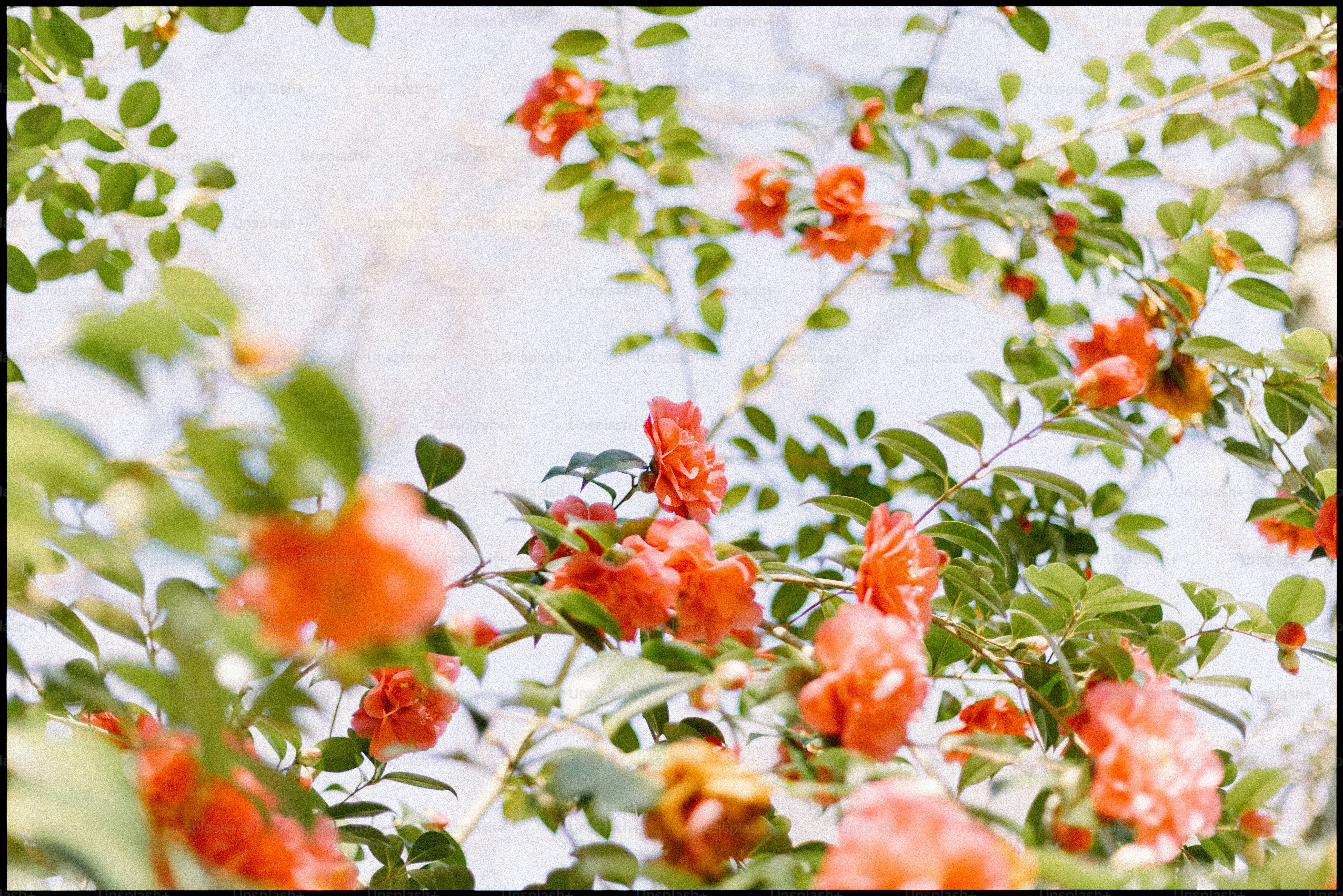 Red roses and greenery are blooming.