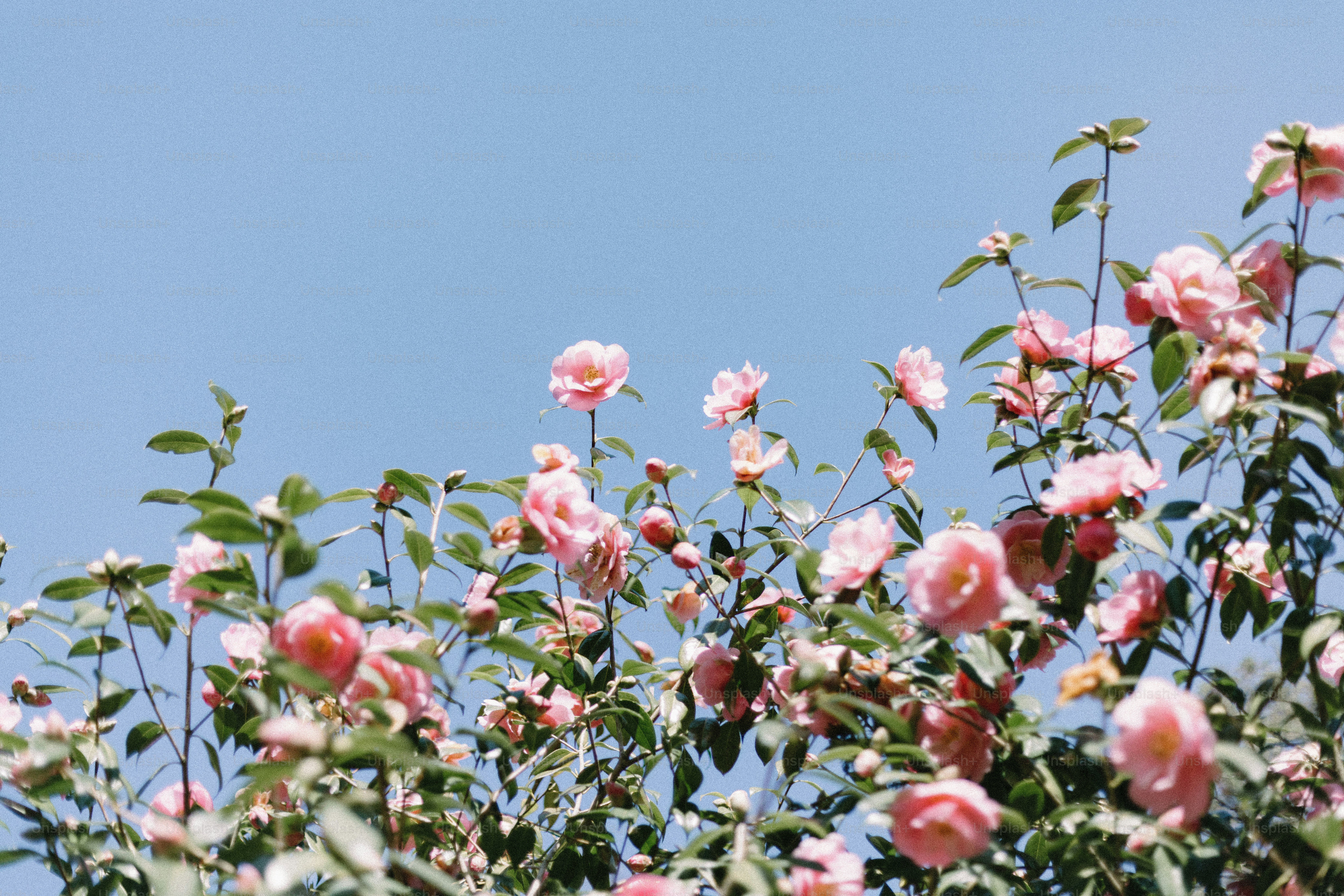 Pink flowers blooming under a bright blue sky.