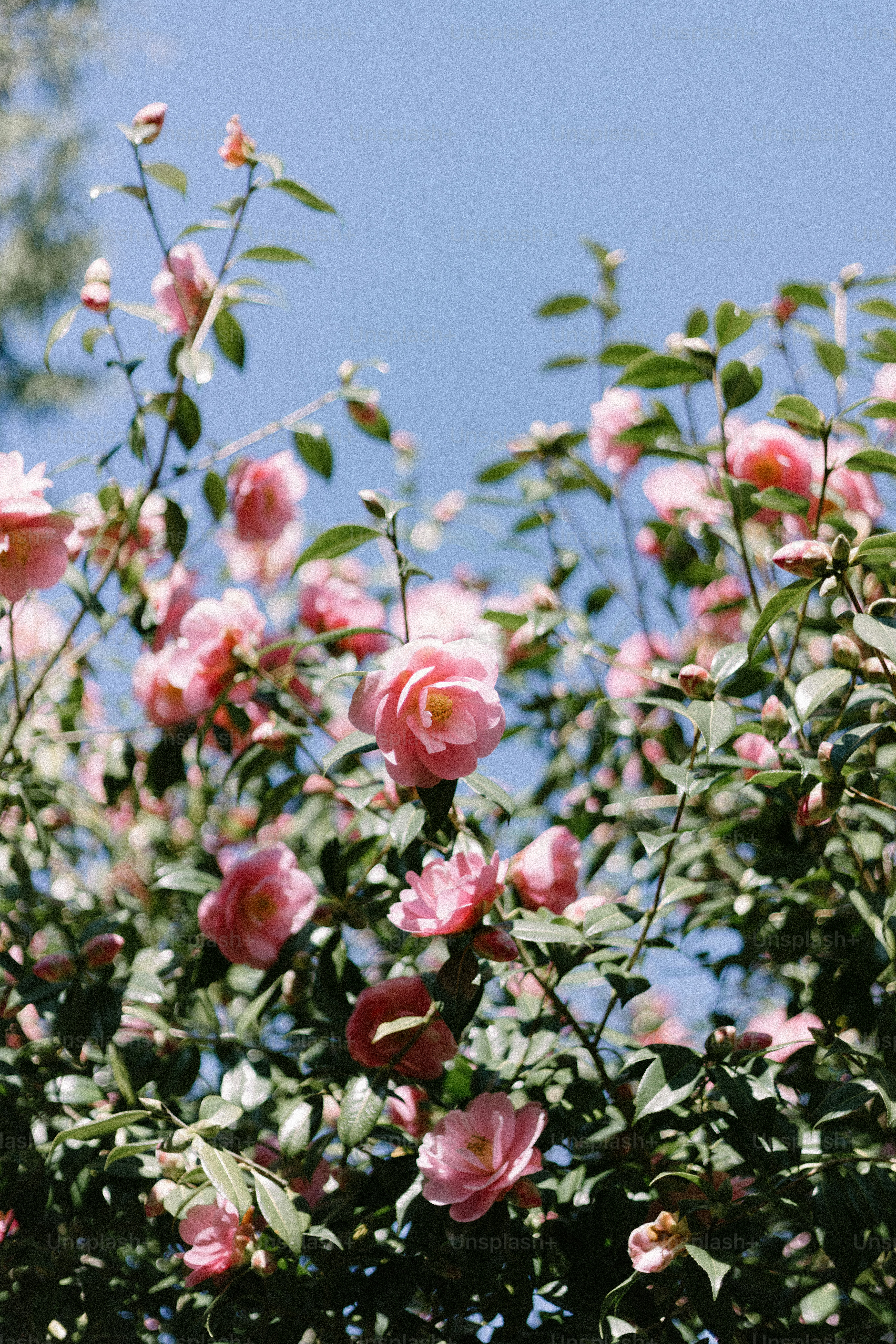 Las flores rosadas florecen contra un cielo azul claro.