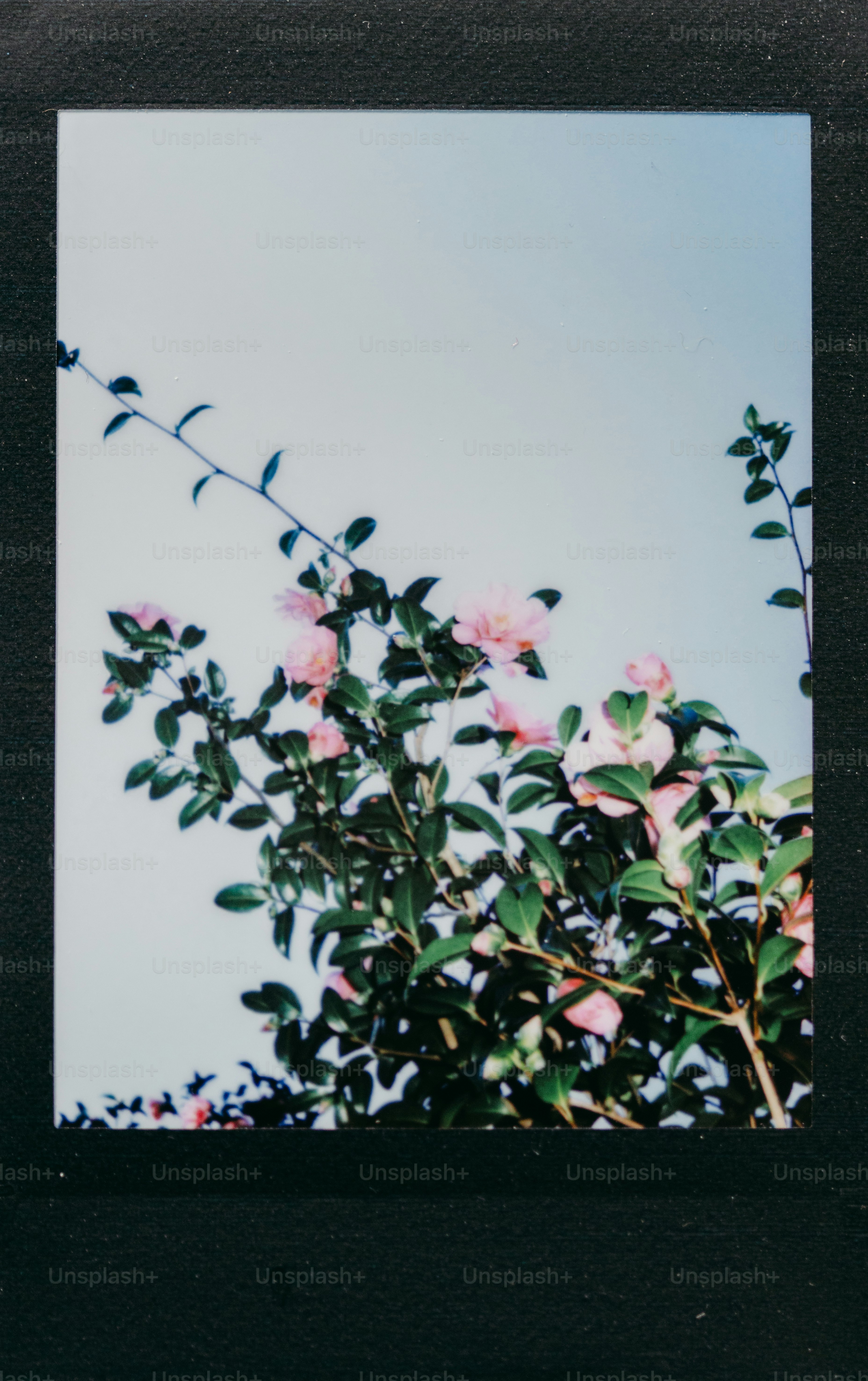 Images de Plantes À Fleurs | Téléchargez des images gratuites sur Unsplash, image size:3000x4773