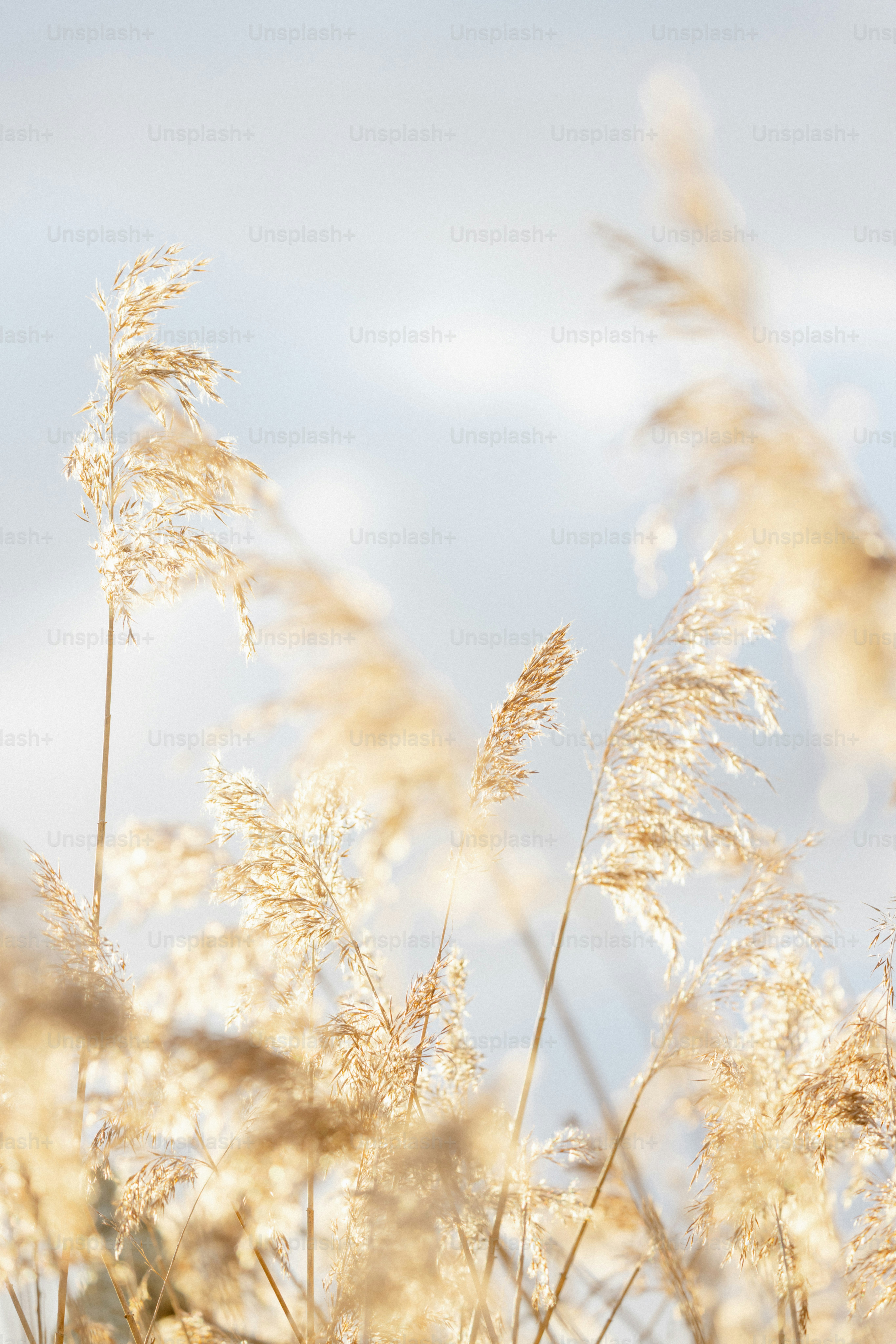 Goldenes Schilf wiegt sich sanft gegen den Himmel.