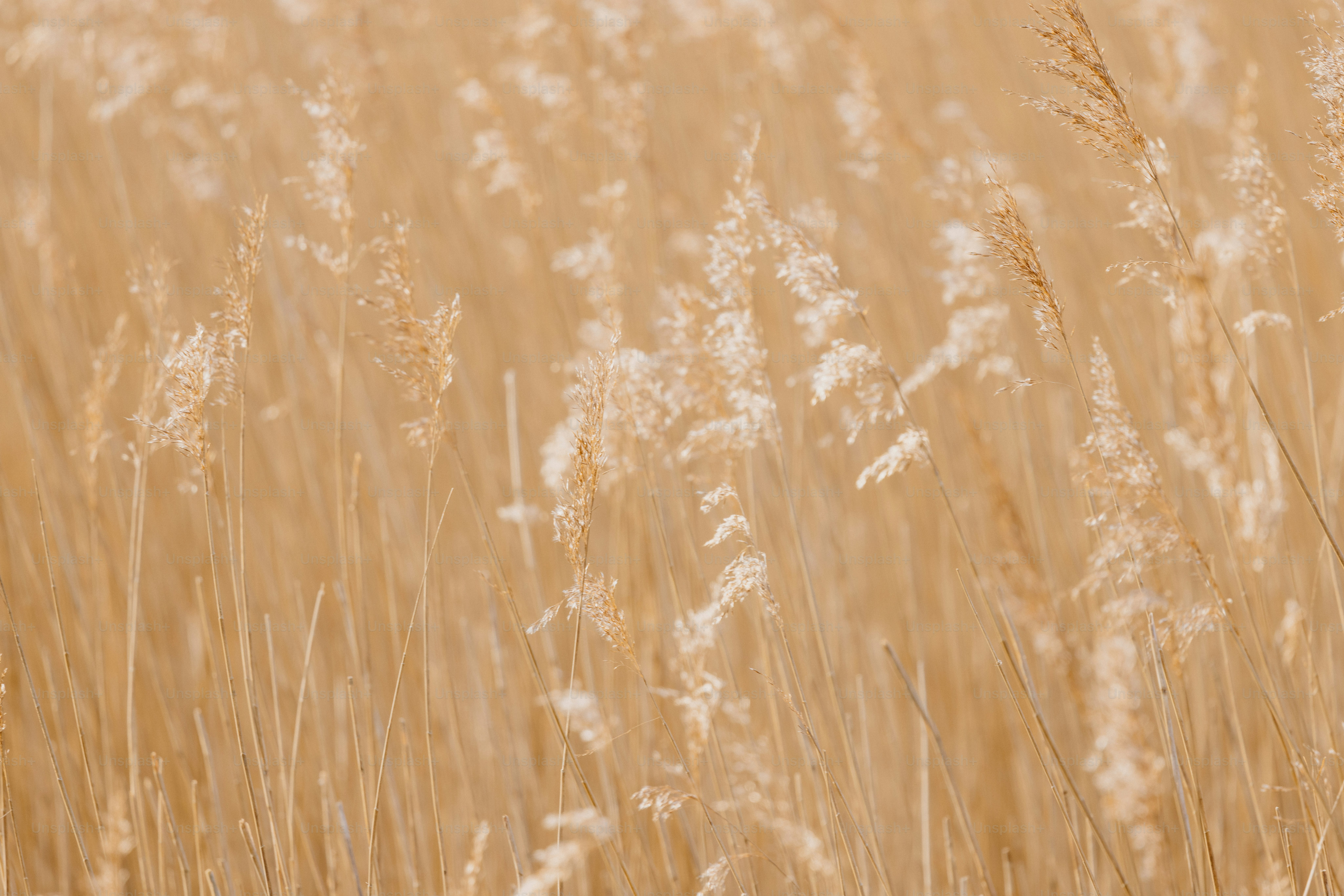 Golden grasses sway in the sunlight.